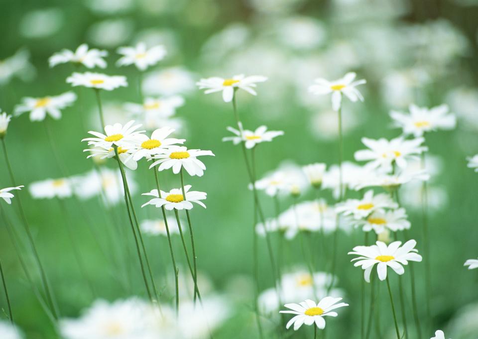 Free download high resolution image - free image free photo free stock image public domain picture  Field of camomile flowers. Flower texture