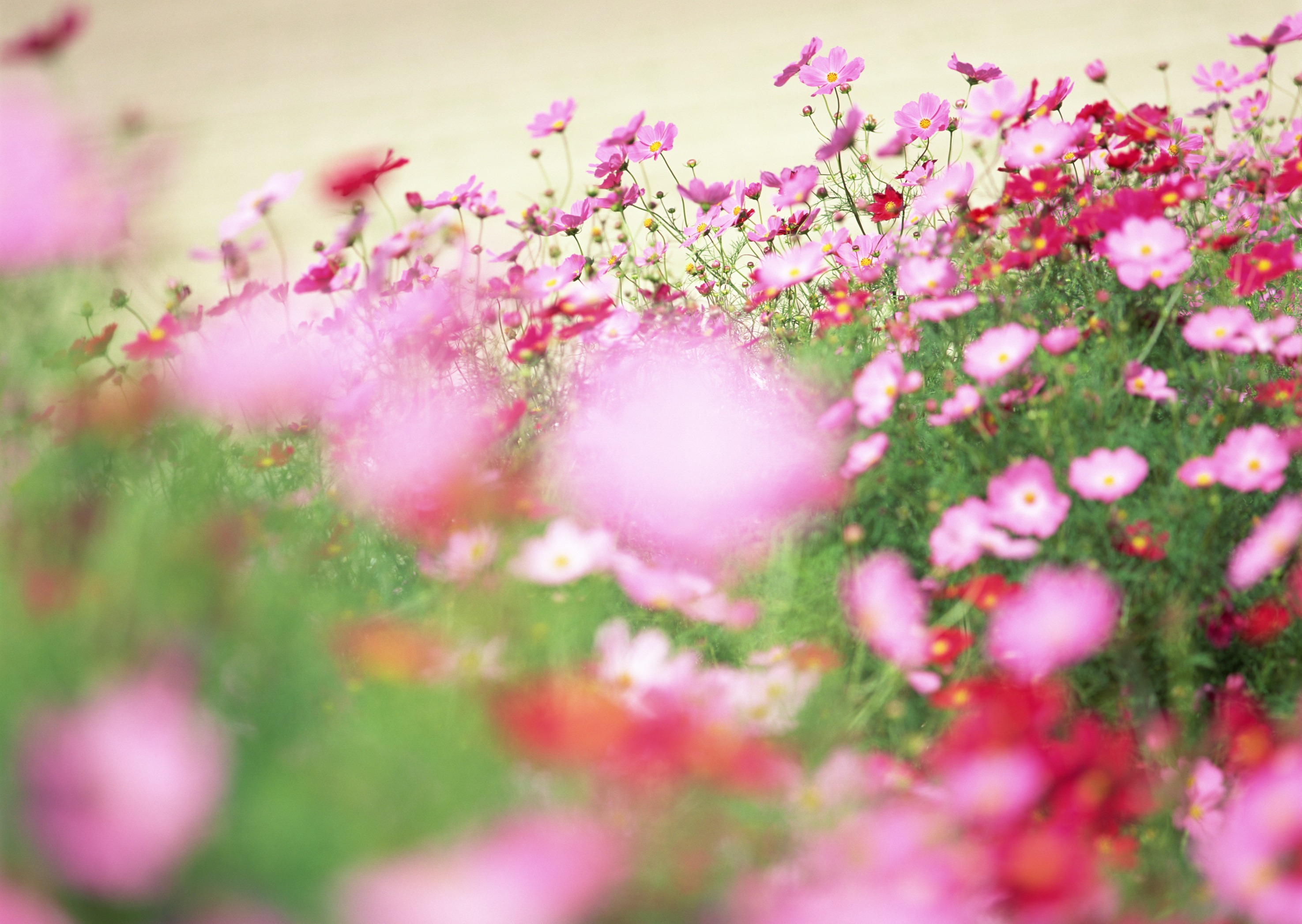 Free download high resolution image - free image free photo free stock image public domain picture -Retro cosmos flower fields background.