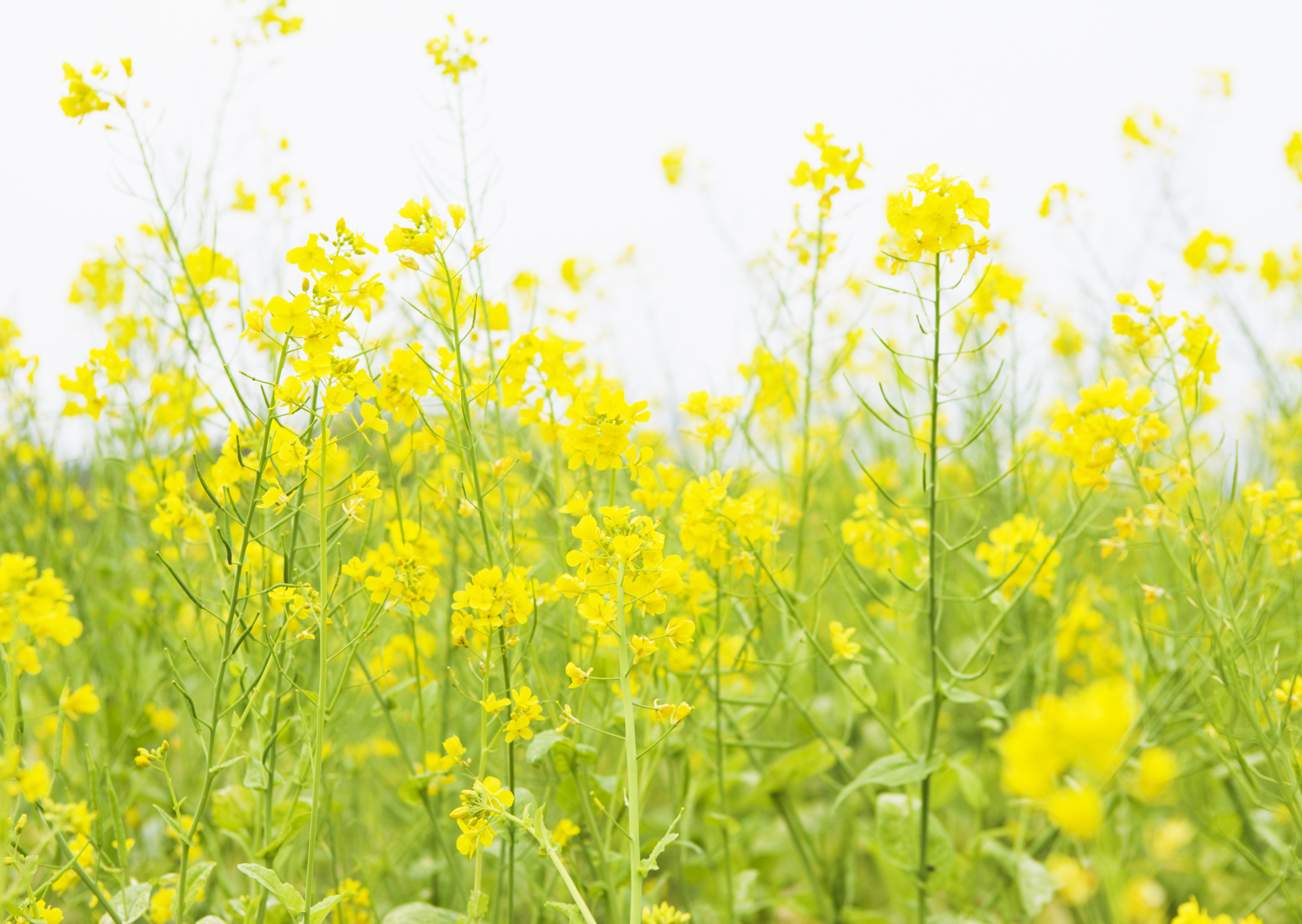 Free download high resolution image - free image free photo free stock image public domain picture -Rape field, canola crops