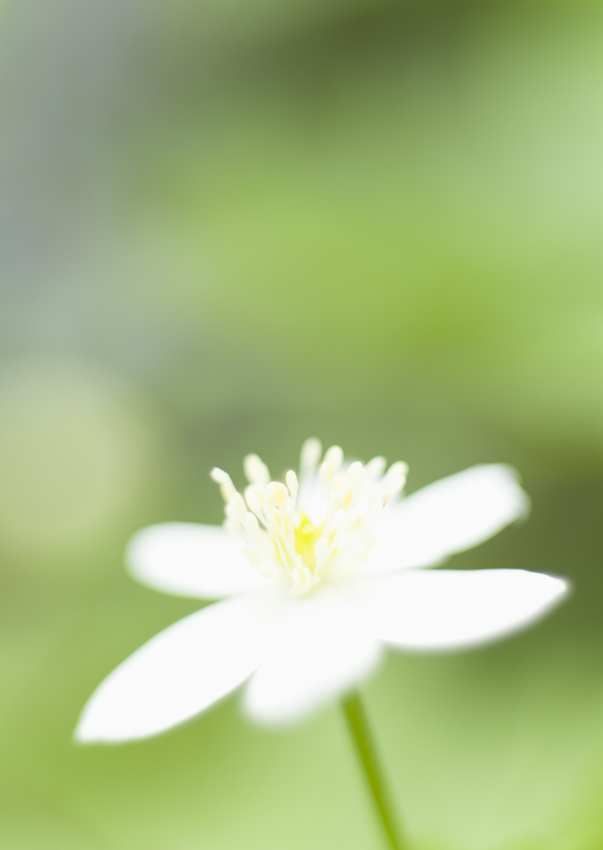 Free download high resolution image - free image free photo free stock image public domain picture -White anemone macro close up in nature