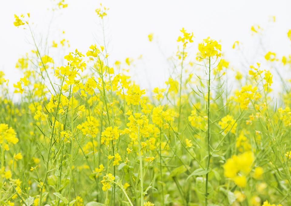 Free download high resolution image - free image free photo free stock image public domain picture  Rape field, canola crops