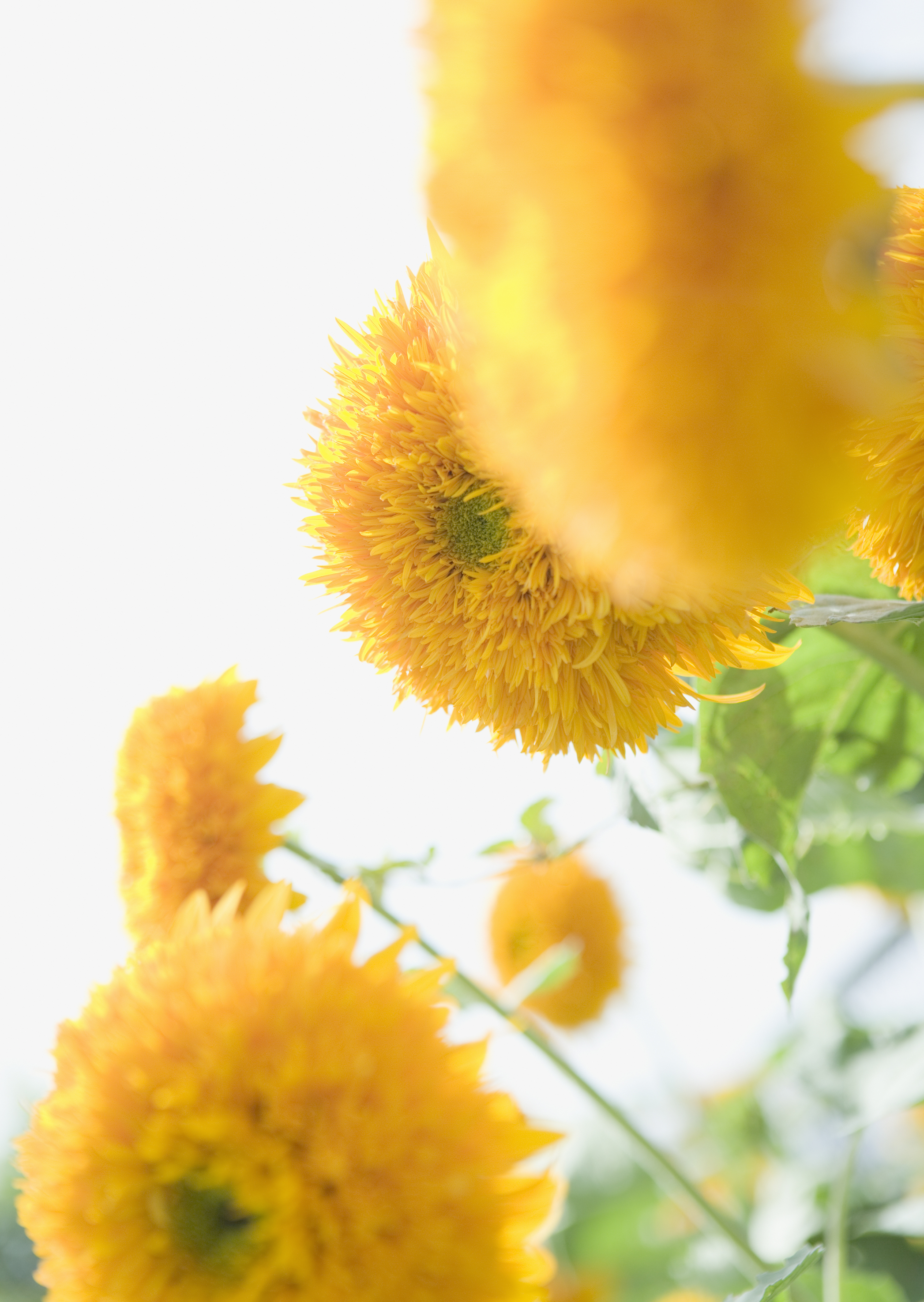 Free download high resolution image - free image free photo free stock image public domain picture -A number of yellow Dahlias