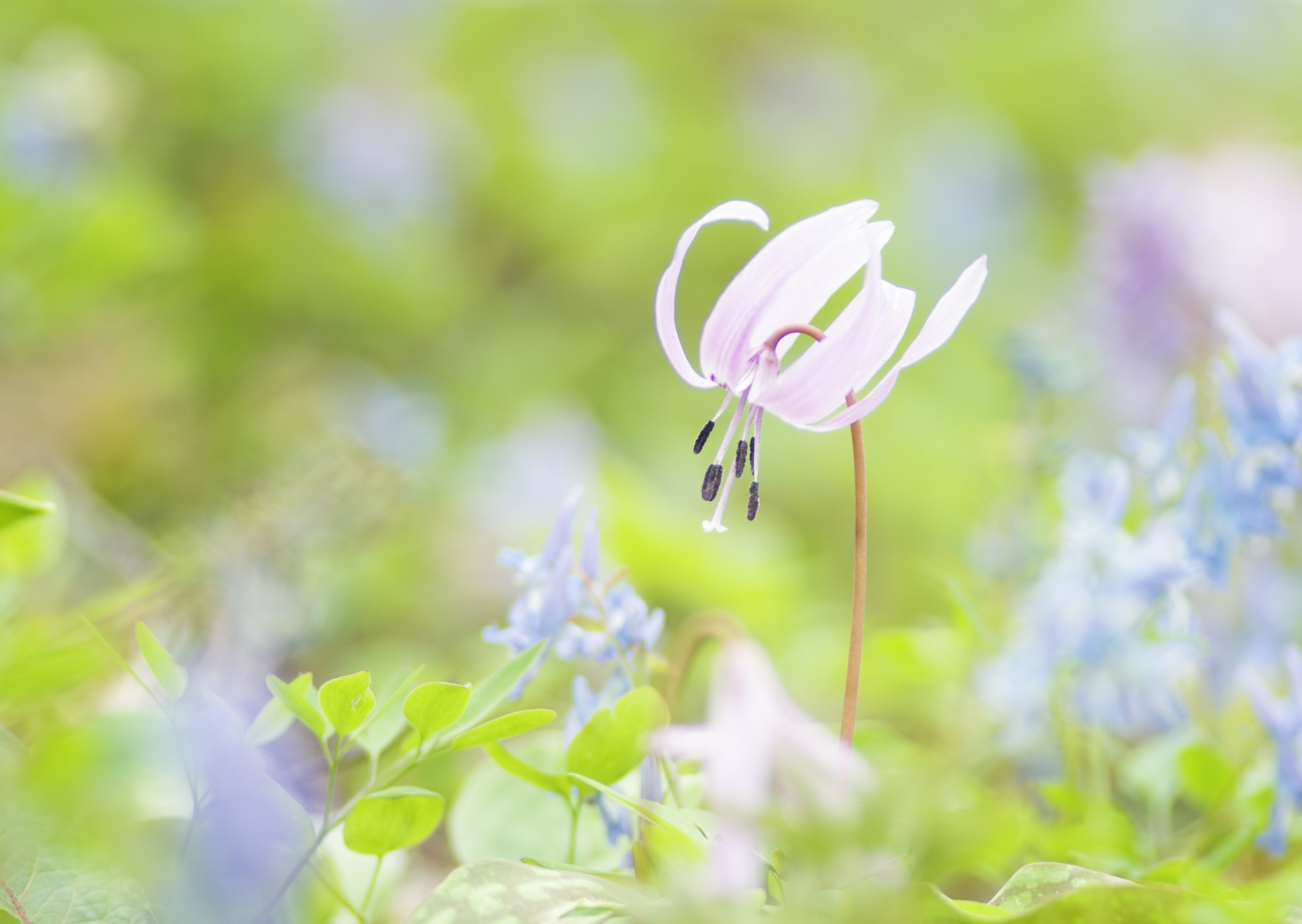 Free download high resolution image - free image free photo free stock image public domain picture -closeup of single pink trout lily