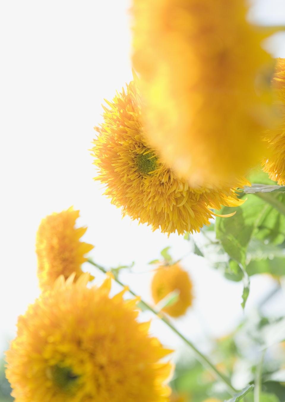 Free download high resolution image - free image free photo free stock image public domain picture  A number of yellow Dahlias