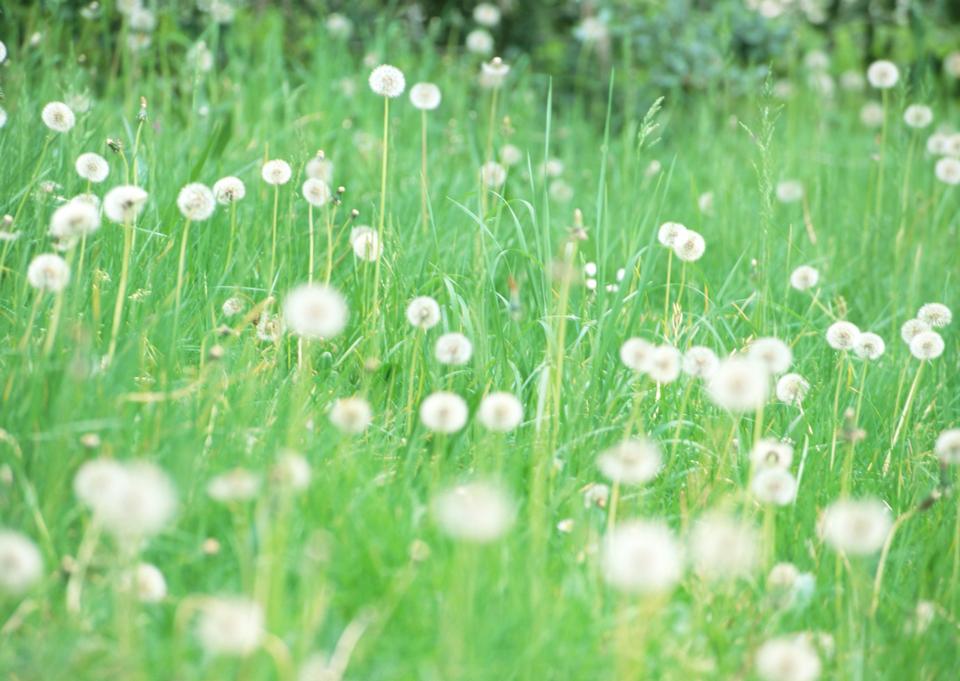 Free download high resolution image - free image free photo free stock image public domain picture  Wildflowers dandelions.