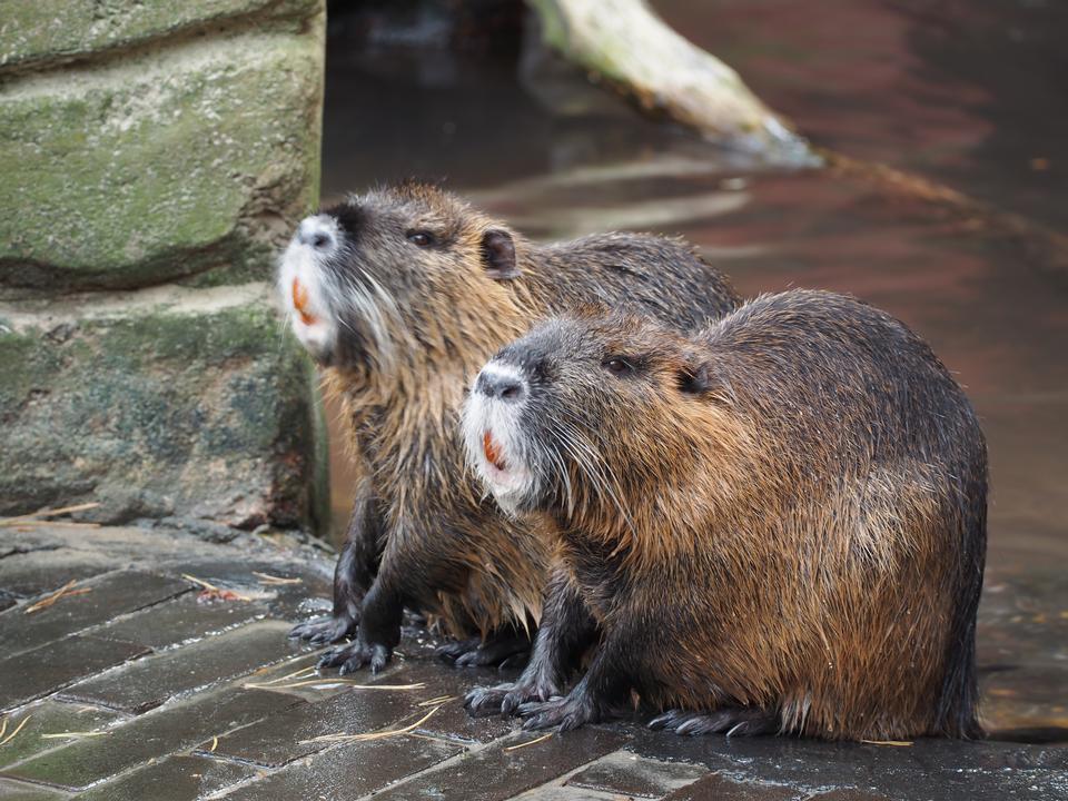 Free download high resolution image - free image free photo free stock image public domain picture  Brown Rat