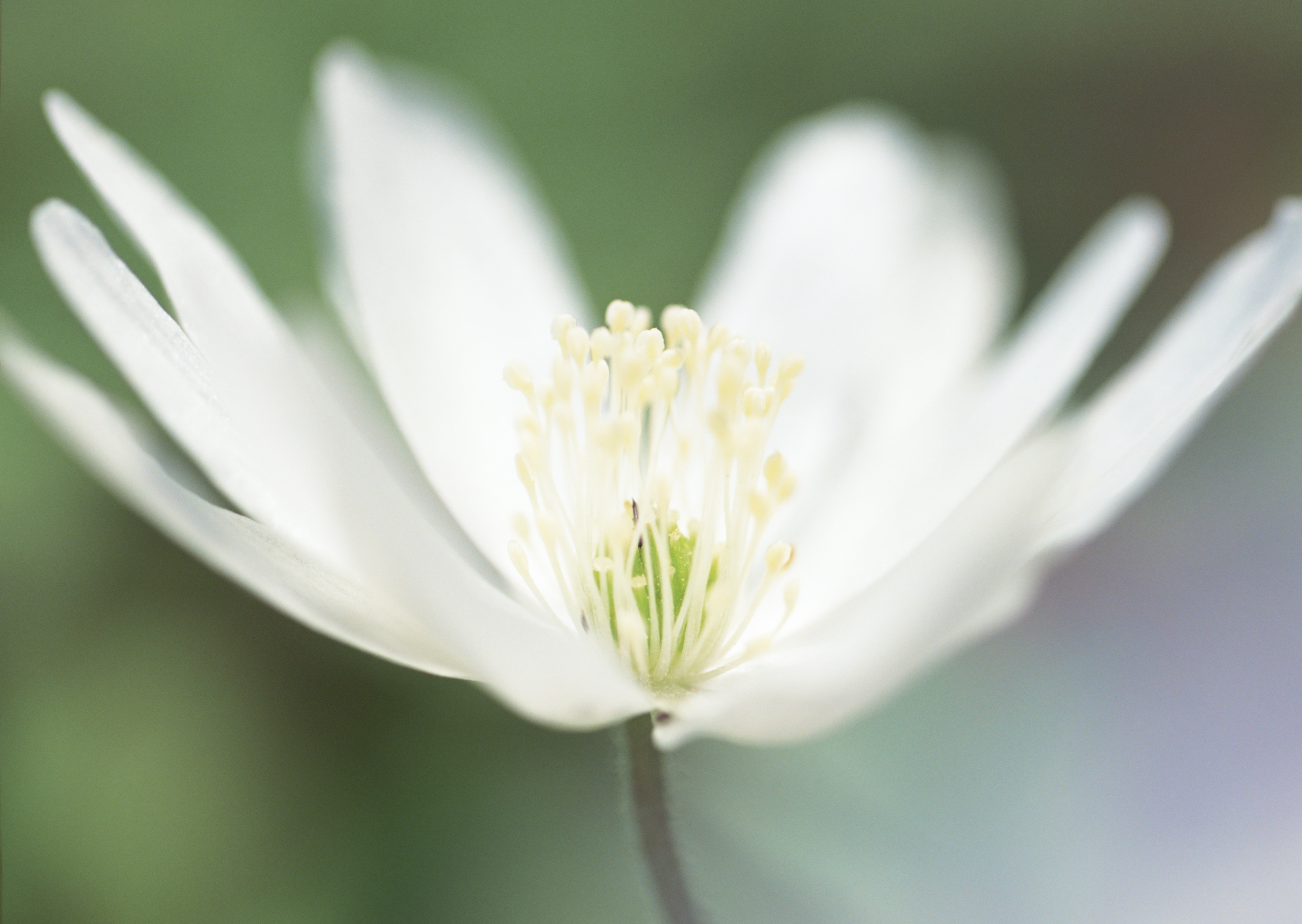 Free download high resolution image - free image free photo free stock image public domain picture -Summer wildflowers background