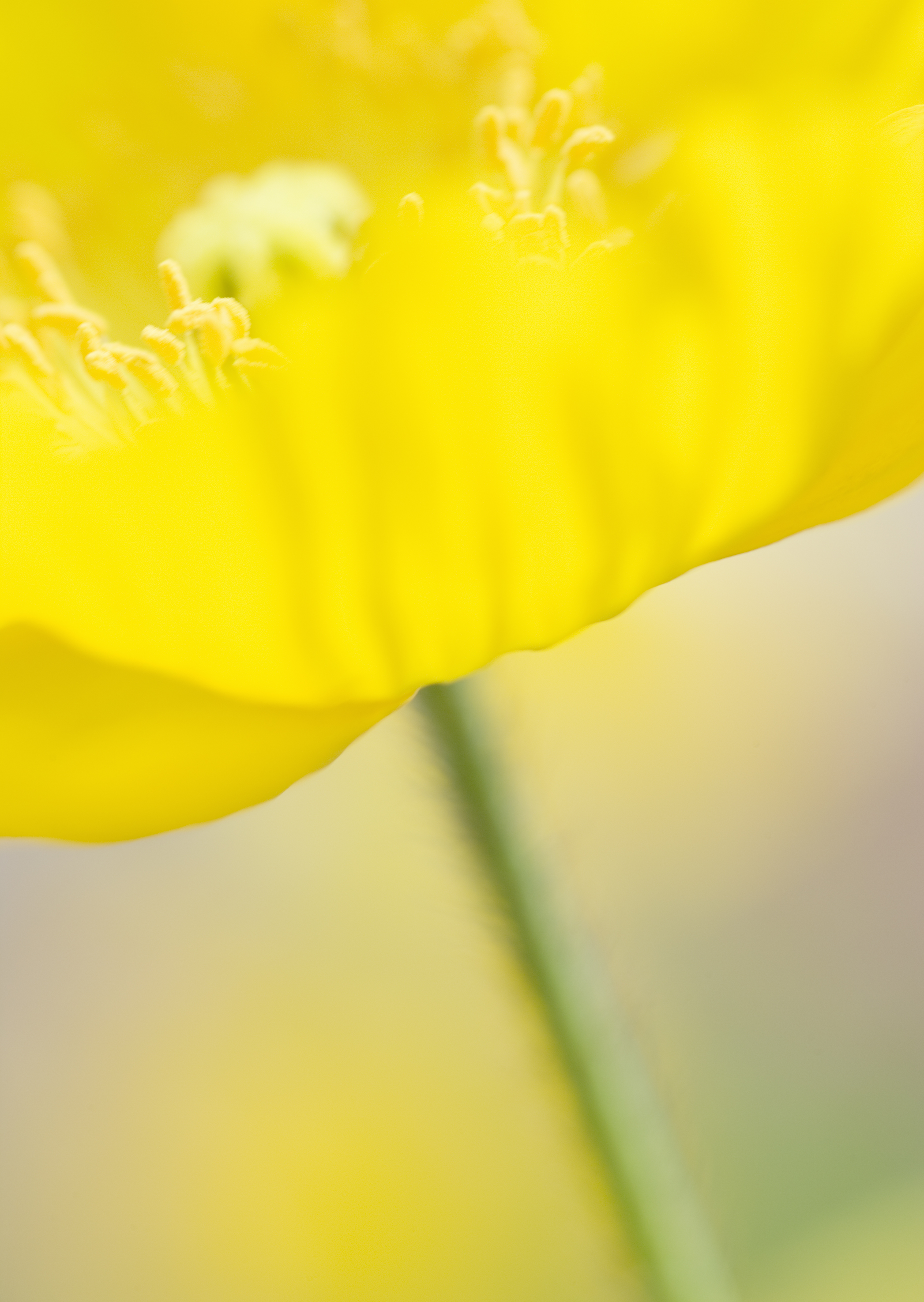 Free download high resolution image - free image free photo free stock image public domain picture -meadow yellow flower close-up