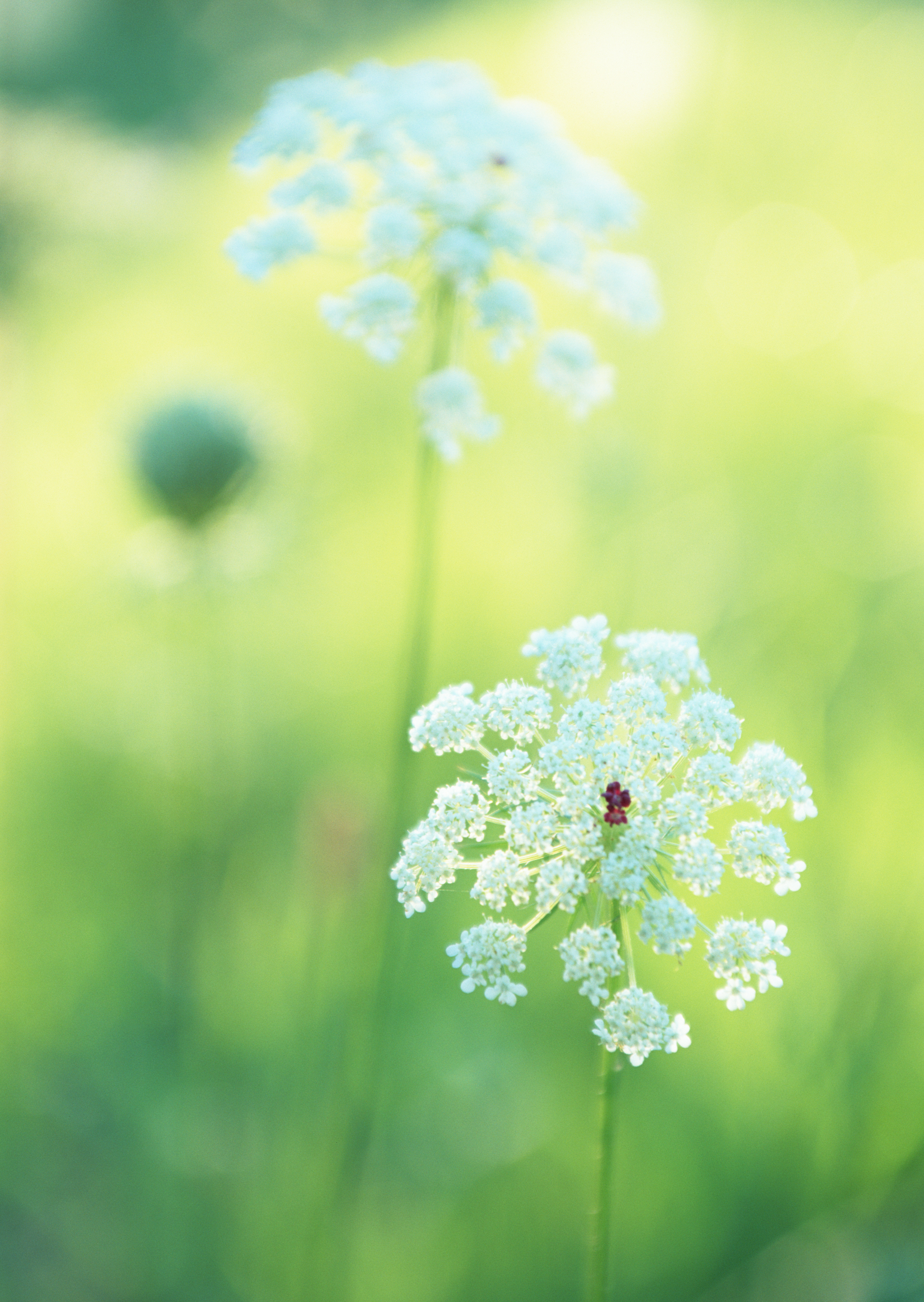 Free download high resolution image - free image free photo free stock image public domain picture -Summer wildflowers Cow Parsley during sunrise