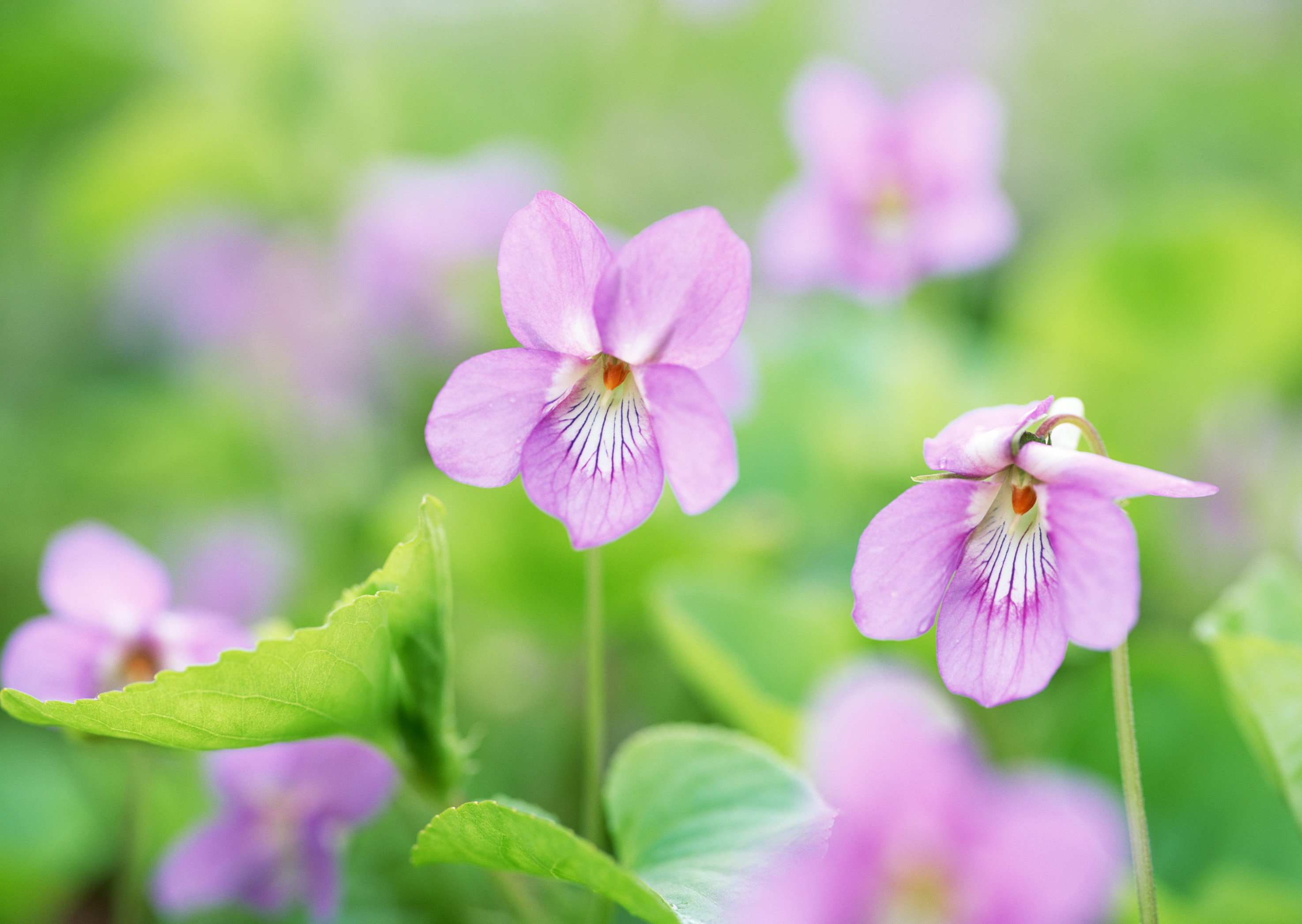 Free download high resolution image - free image free photo free stock image public domain picture -Pink Evening Primrose wildflowers blooming on meadow