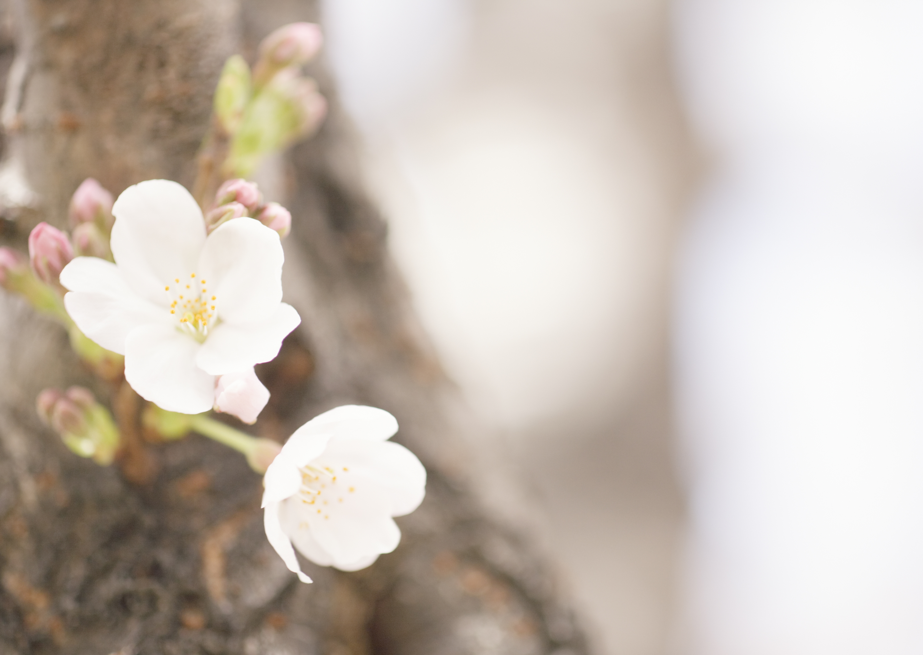 Free download high resolution image - free image free photo free stock image public domain picture -Cherry Blossom with Soft focus and color filter,