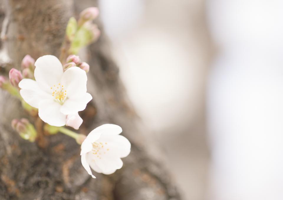 Free download high resolution image - free image free photo free stock image public domain picture  Cherry Blossom with Soft focus and color filter,