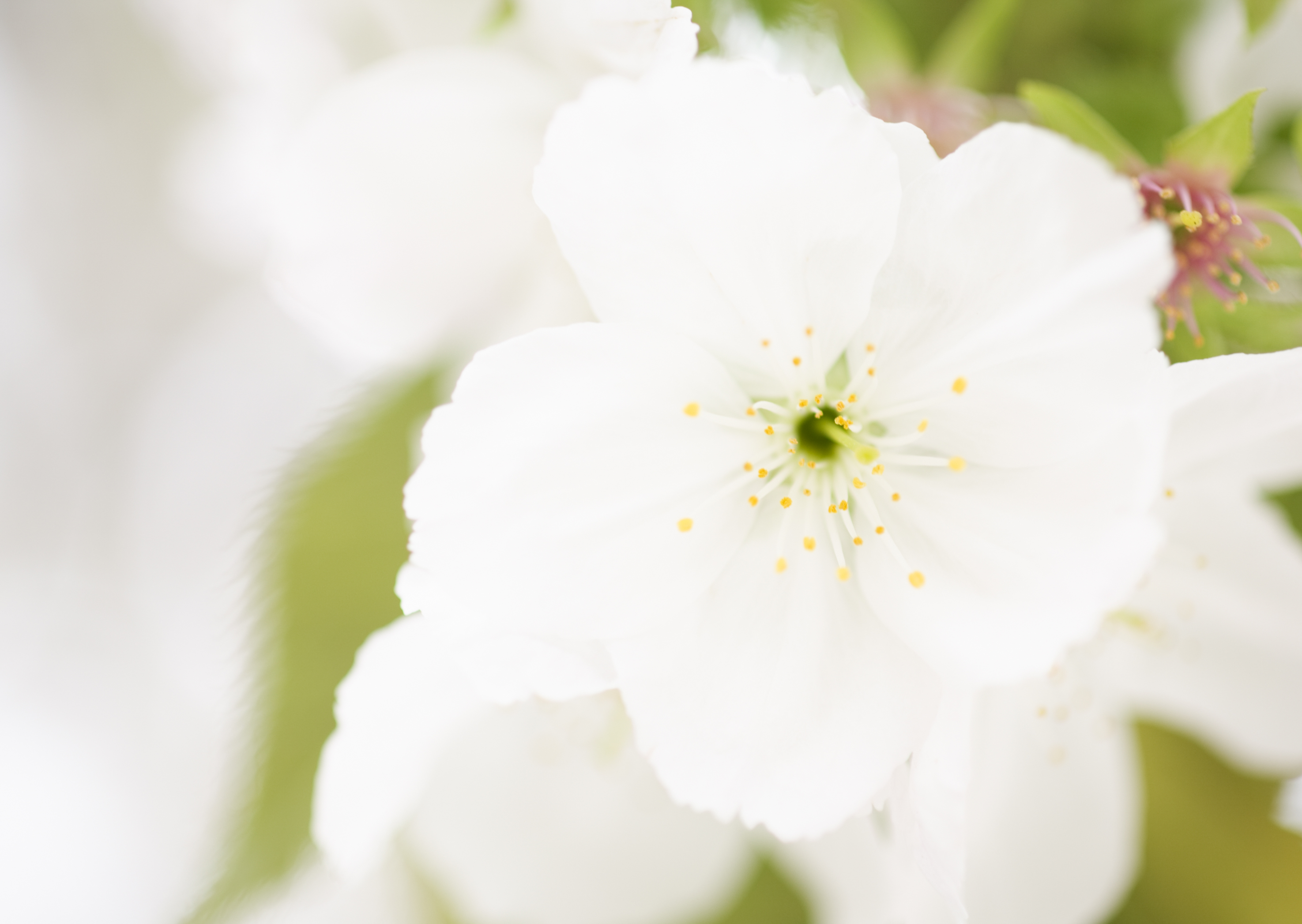 Free download high resolution image - free image free photo free stock image public domain picture -White anemone flowers