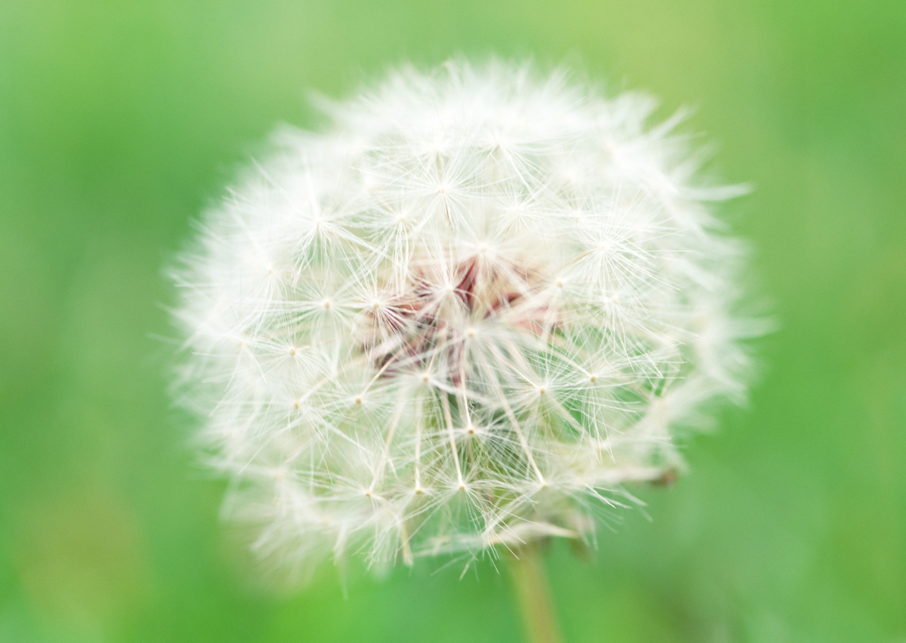 Free download high resolution image - free image free photo free stock image public domain picture -Dandelion seeds in the morning sunlight blowing