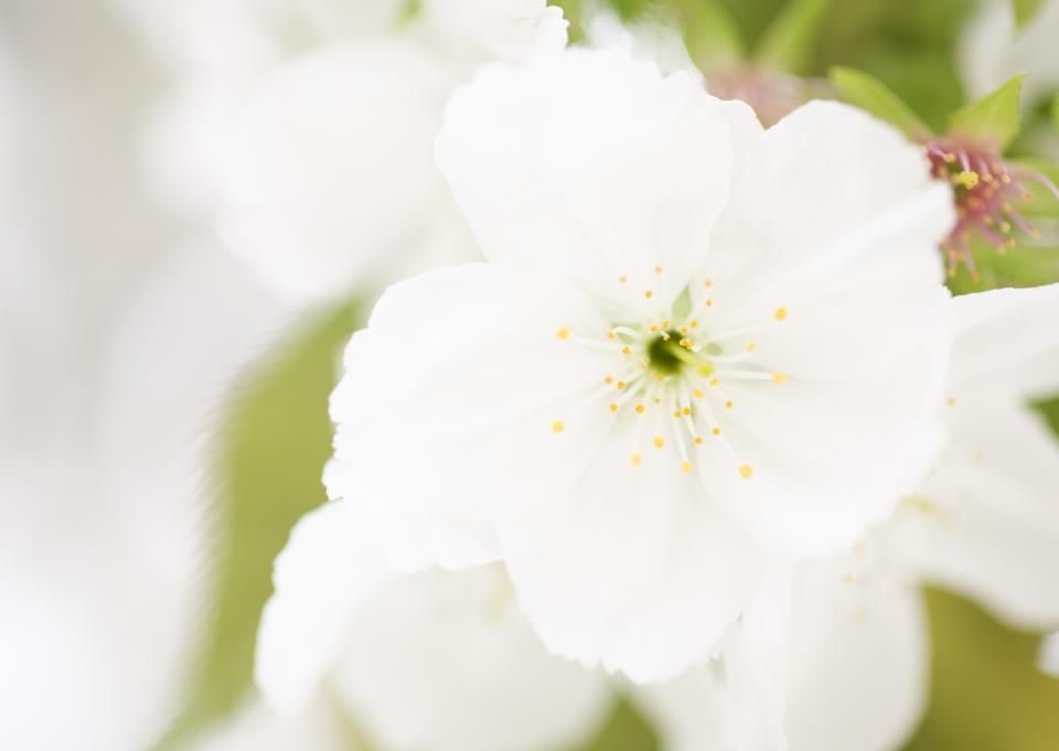 Free download high resolution image - free image free photo free stock image public domain picture  White anemone flowers