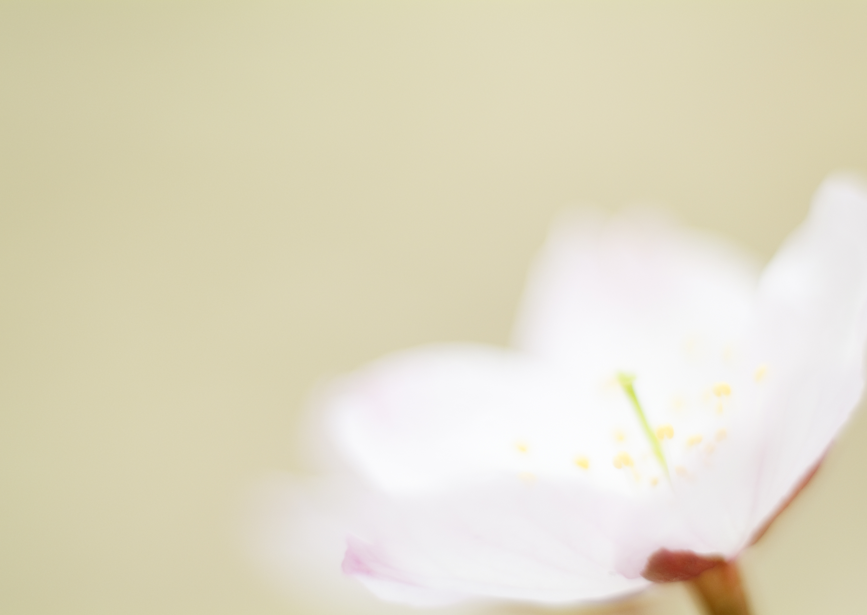 Free download high resolution image - free image free photo free stock image public domain picture -Closeup of white flower - natural background