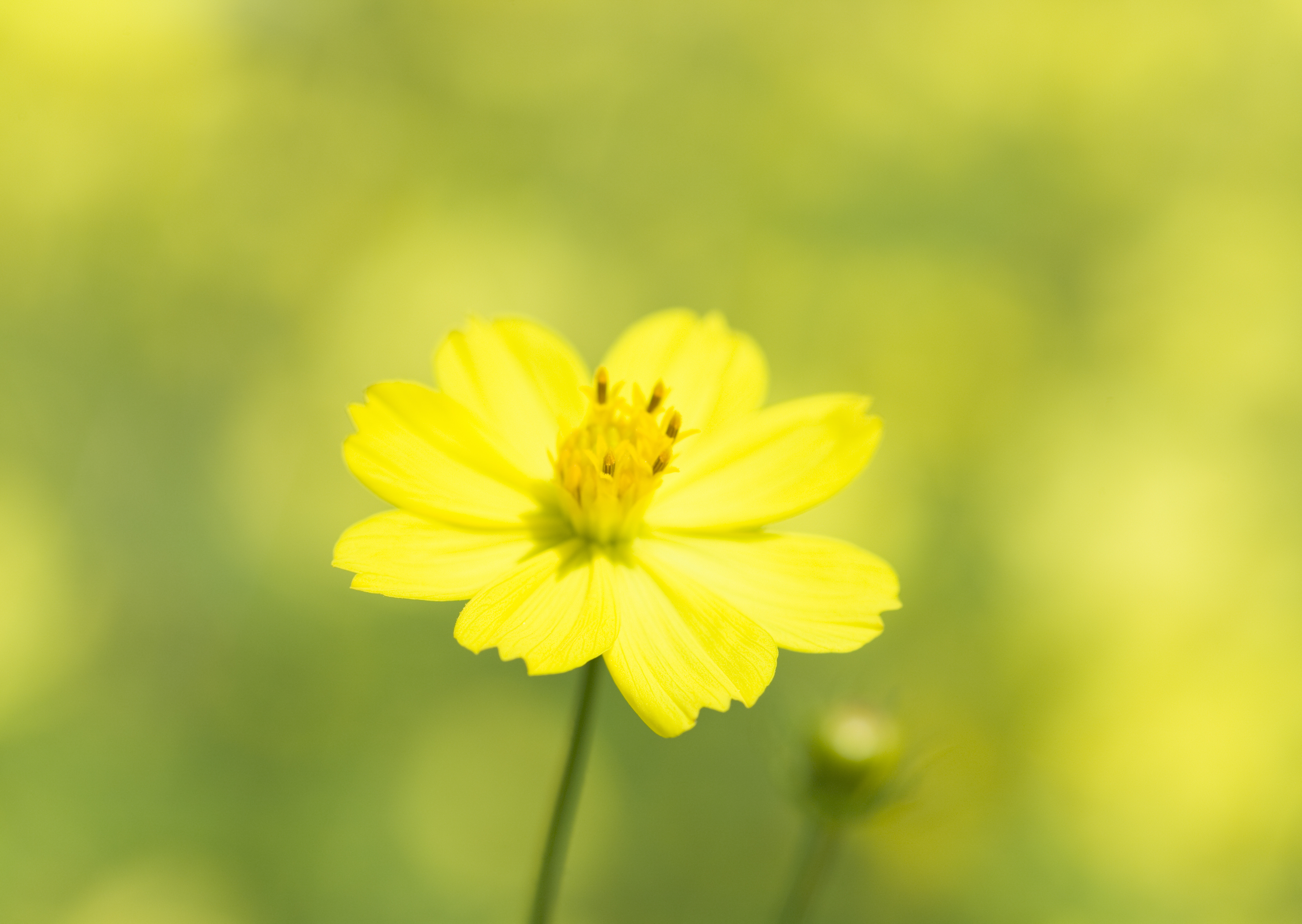 Free download high resolution image - free image free photo free stock image public domain picture -Spring flowers, outdoors