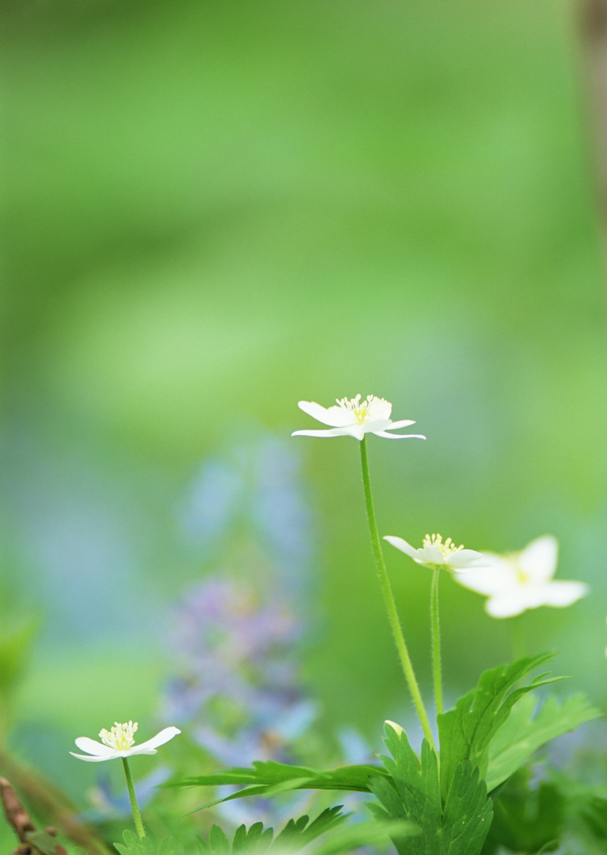 Free download high resolution image - free image free photo free stock image public domain picture -Beautiful white wildflower in green background