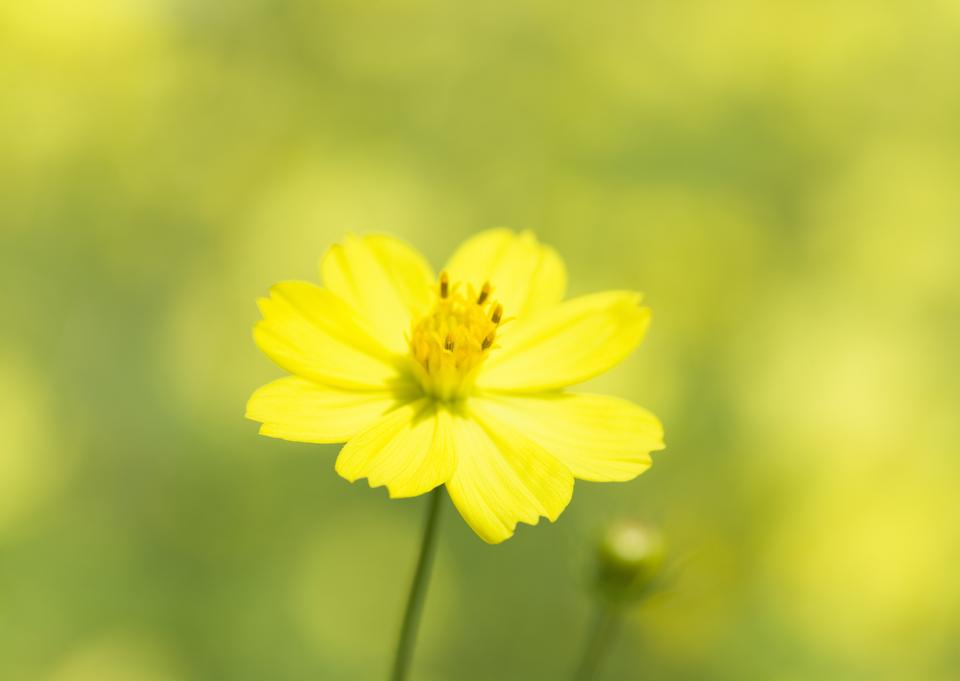 Free download high resolution image - free image free photo free stock image public domain picture  Spring flowers, outdoors