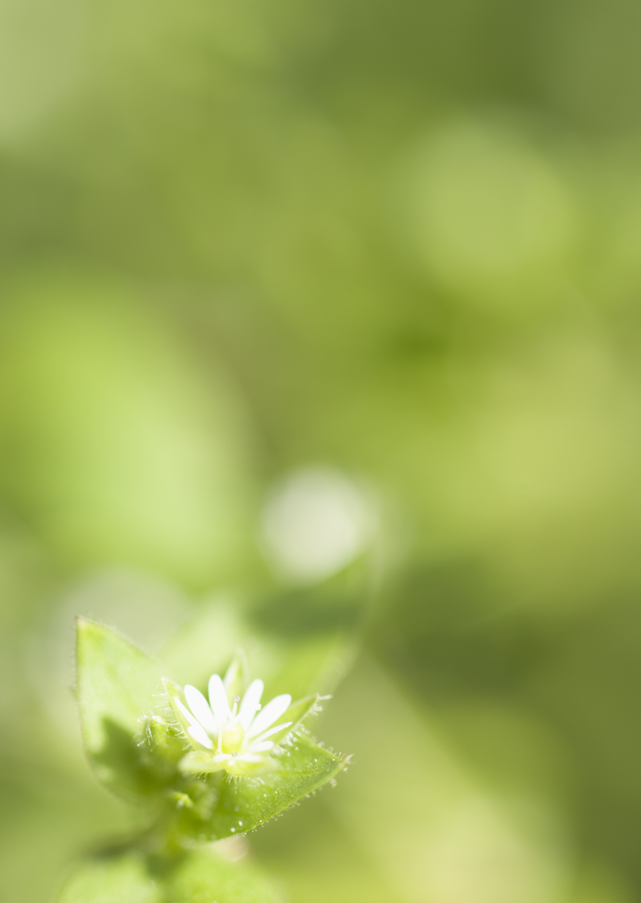 Free download high resolution image - free image free photo free stock image public domain picture -Daisies in a field. Flower background. Small depth of field