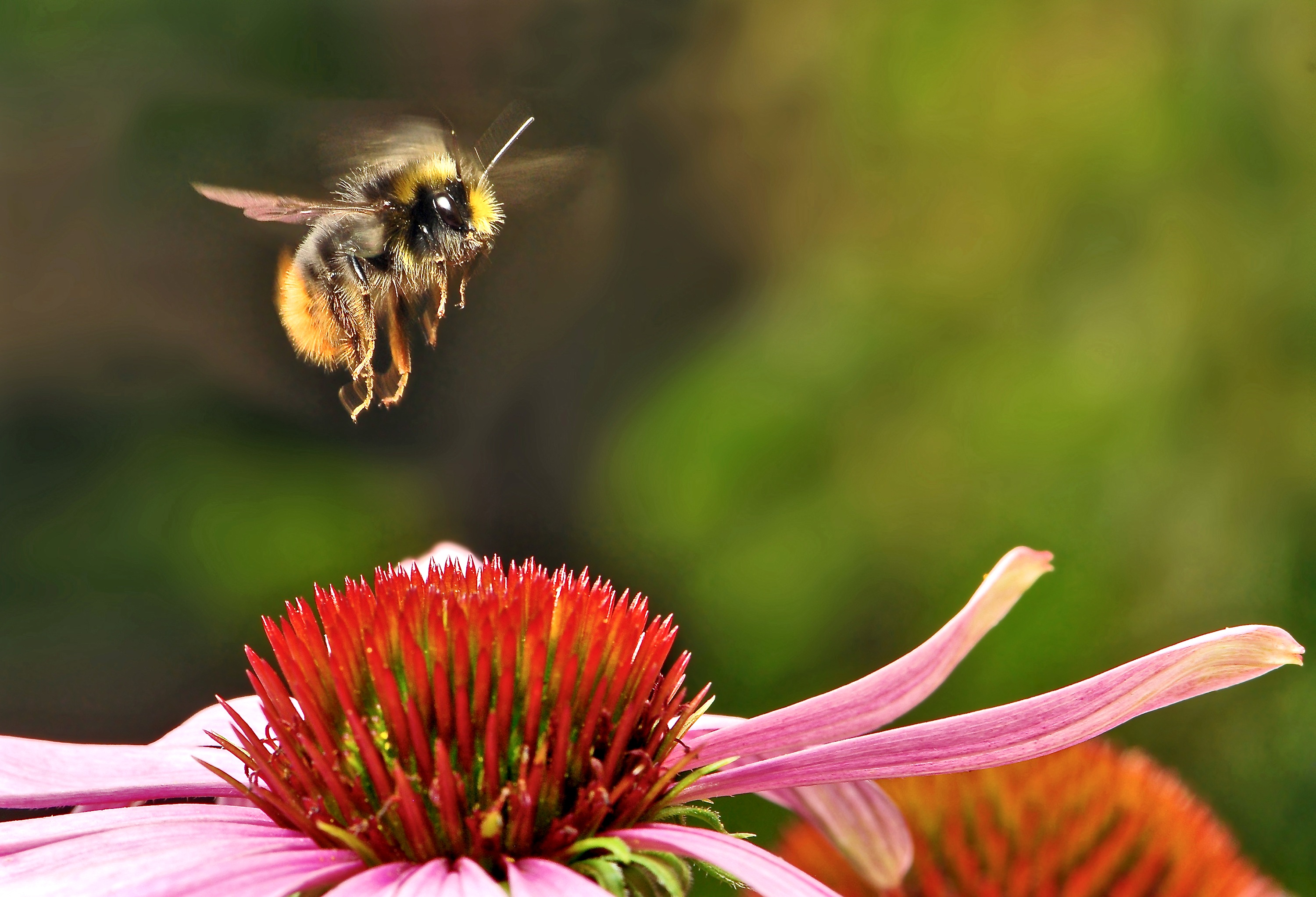 Free download high resolution image - free image free photo free stock image public domain picture -bumblebee bee on the flower sobirat honey