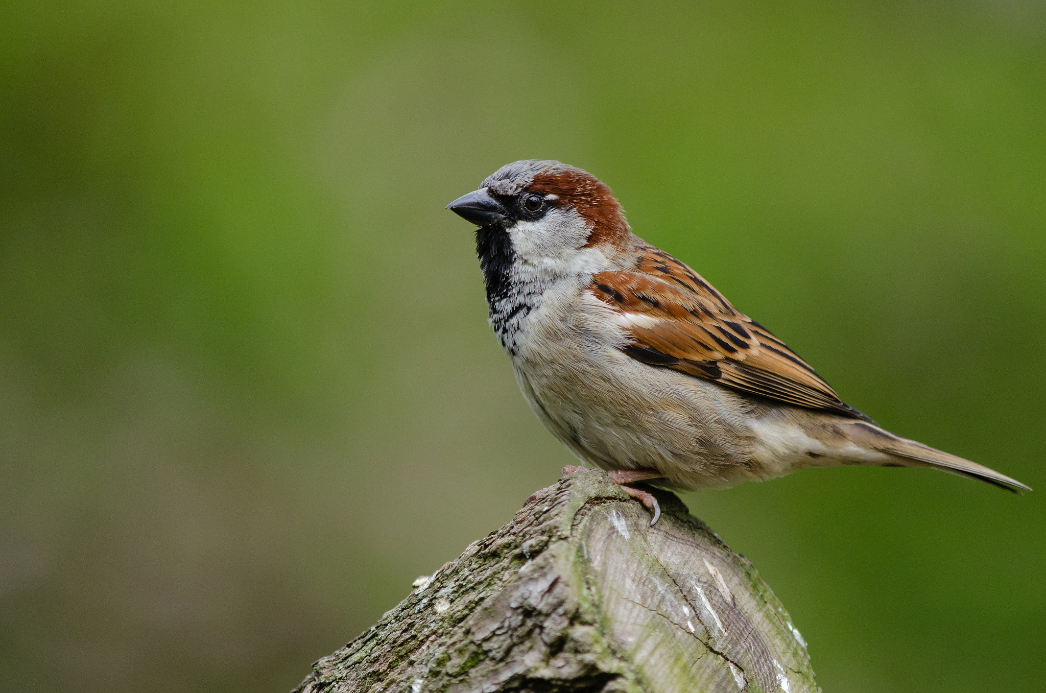 Free download high resolution image - free image free photo free stock image public domain picture -Tree sparrow