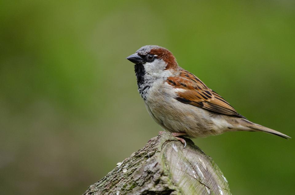 Free download high resolution image - free image free photo free stock image public domain picture  Tree sparrow