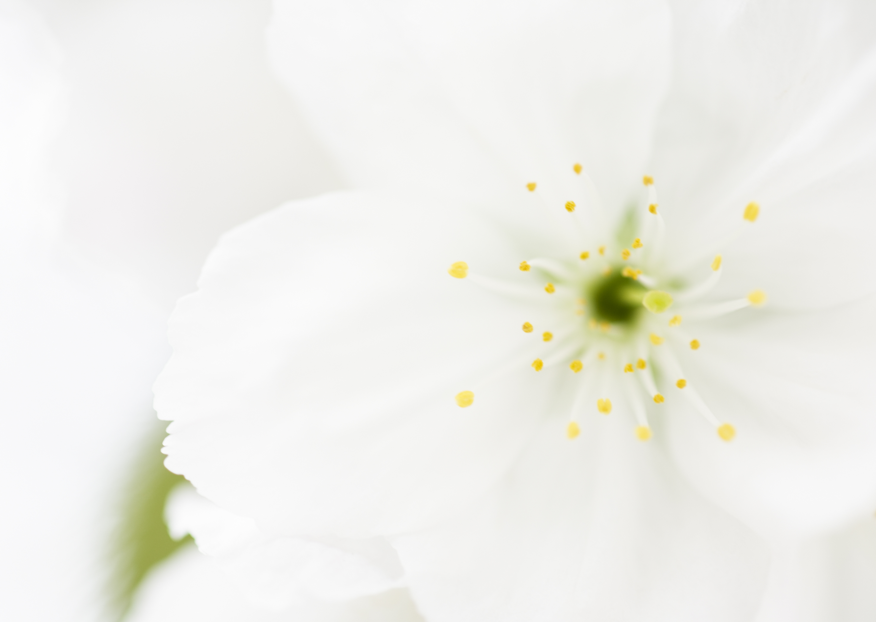 Free download high resolution image - free image free photo free stock image public domain picture -White anemone flowers close-up