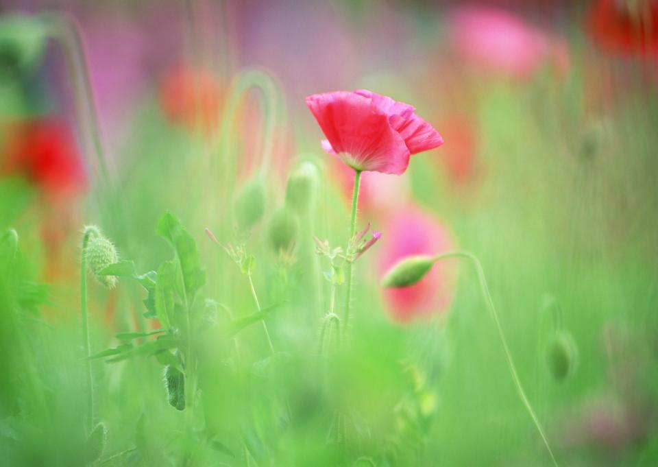 Free download high resolution image - free image free photo free stock image public domain picture  Red wildflower in field