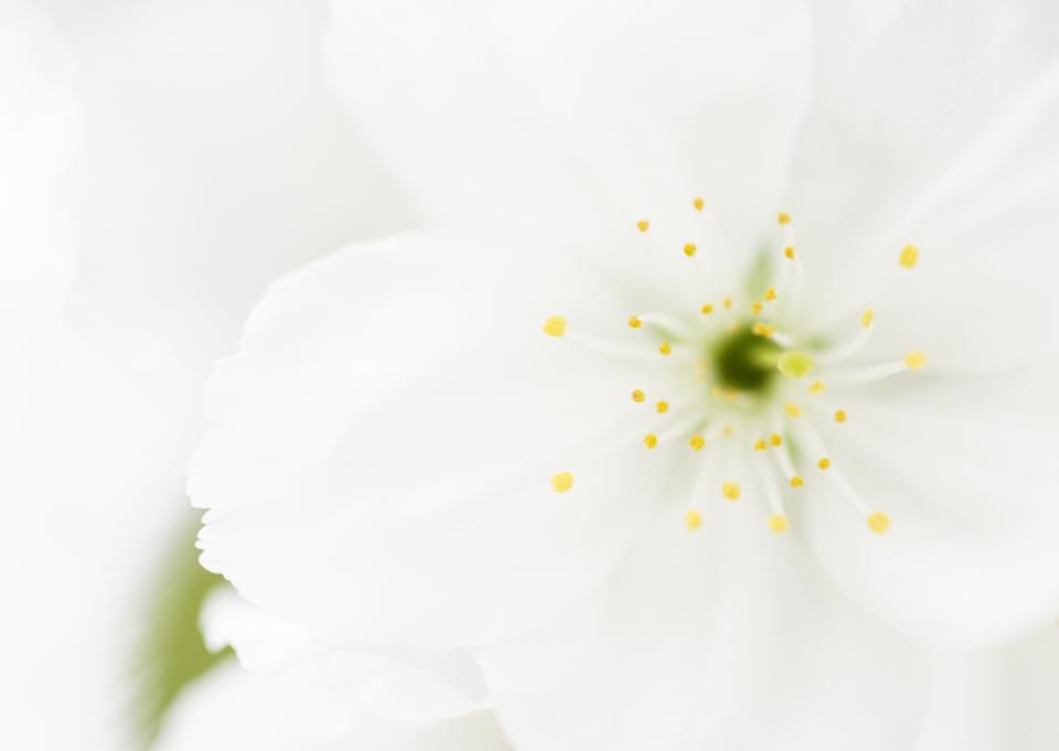 Free download high resolution image - free image free photo free stock image public domain picture  White anemone flowers close-up