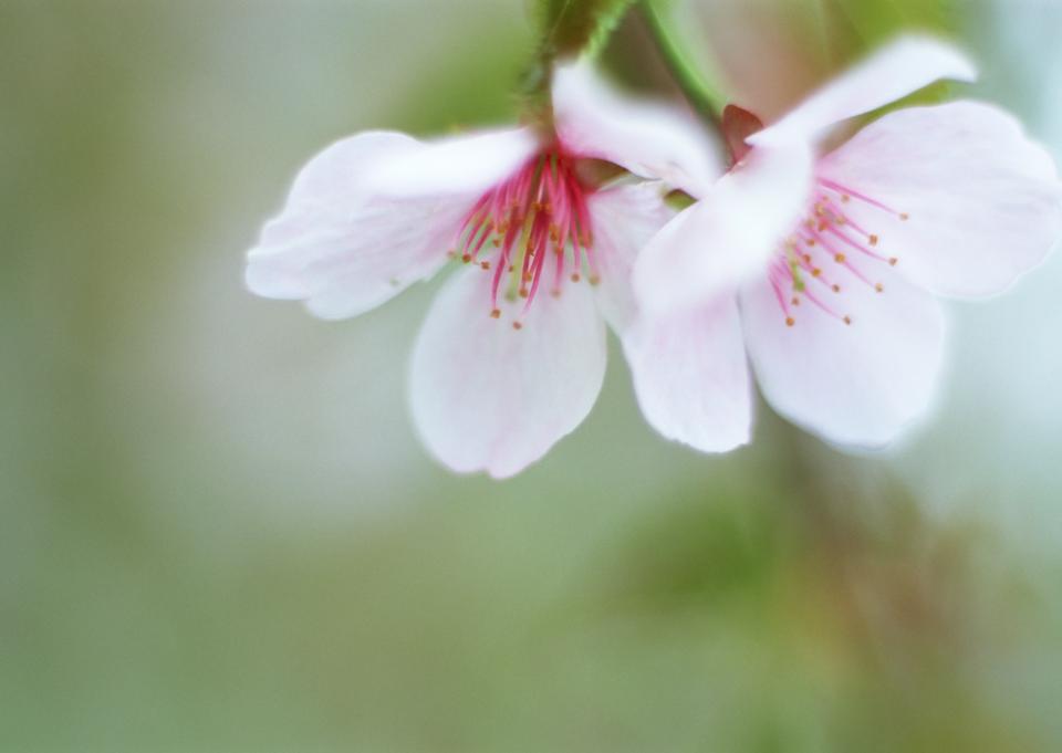 Free download high resolution image - free image free photo free stock image public domain picture  Pink cherry blossom sakura on close-up