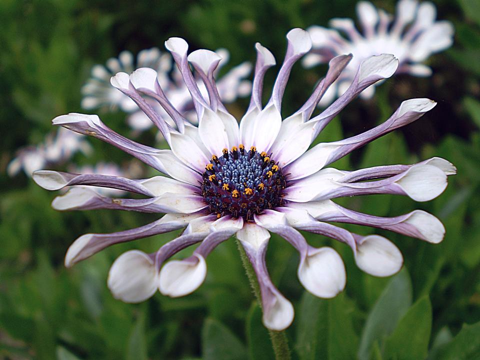 Free download high resolution image - free image free photo free stock image public domain picture  African Daisy or Osteospermum exotic tropical flower