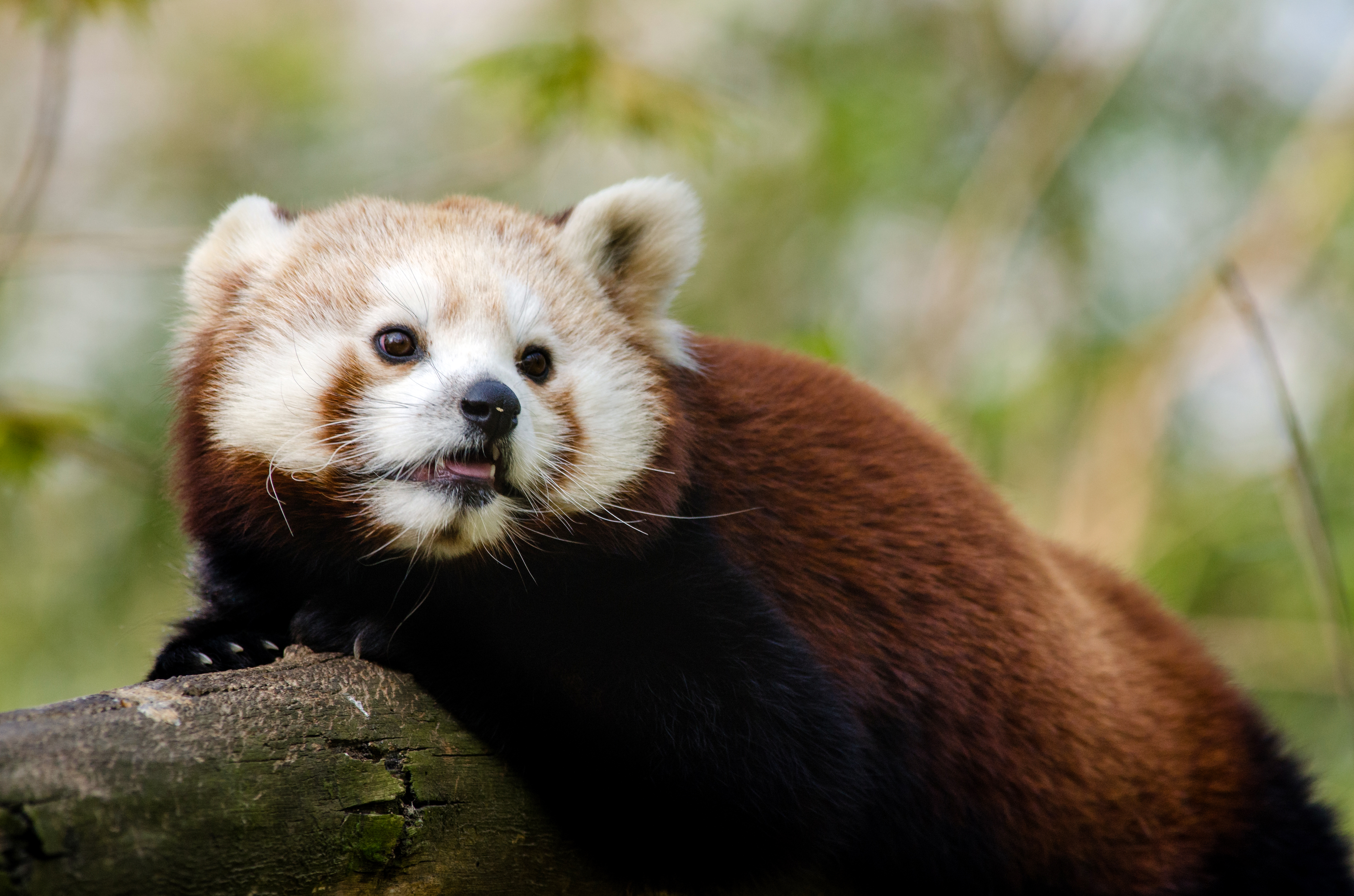 Free download high resolution image - free image free photo free stock image public domain picture -Curious red panda