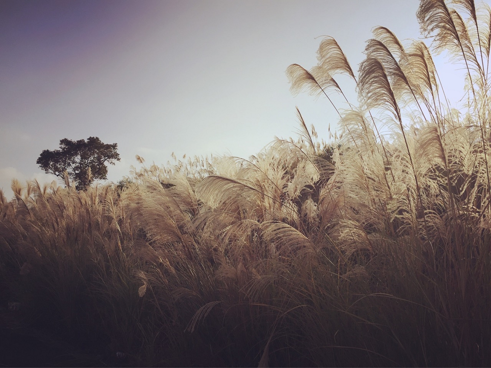 Free download high resolution image - free image free photo free stock image public domain picture -reed stalks in the swamp against sunlight