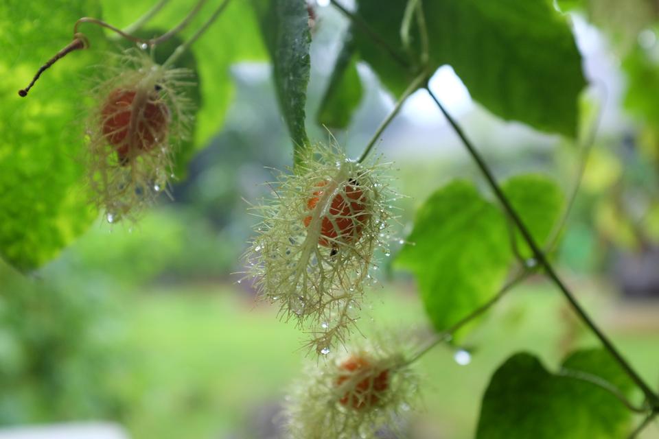 Free download high resolution image - free image free photo free stock image public domain picture  Passiflora foetida Linn thai herb