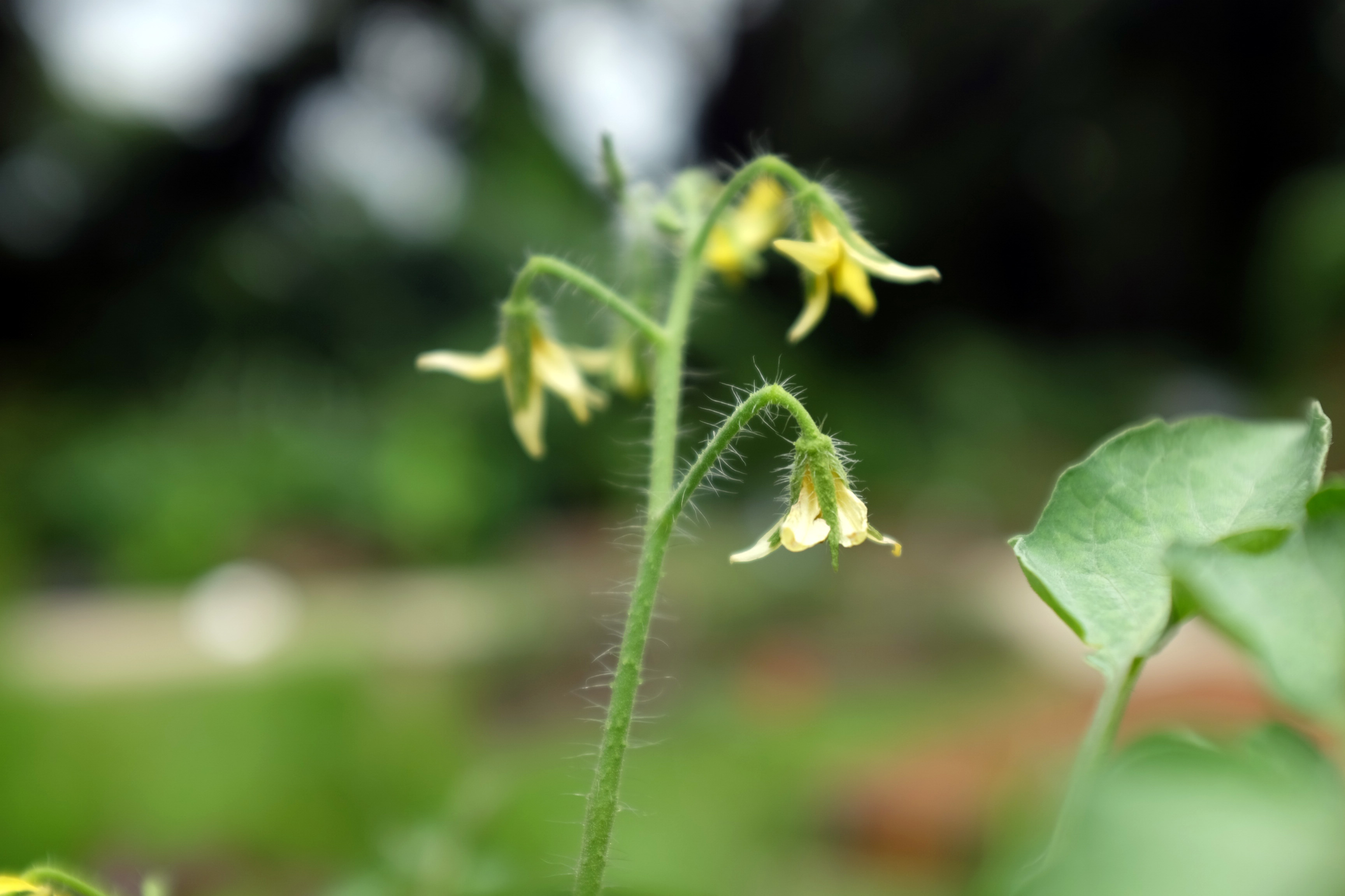 Free download high resolution image - free image free photo free stock image public domain picture -blossom of tomato plant