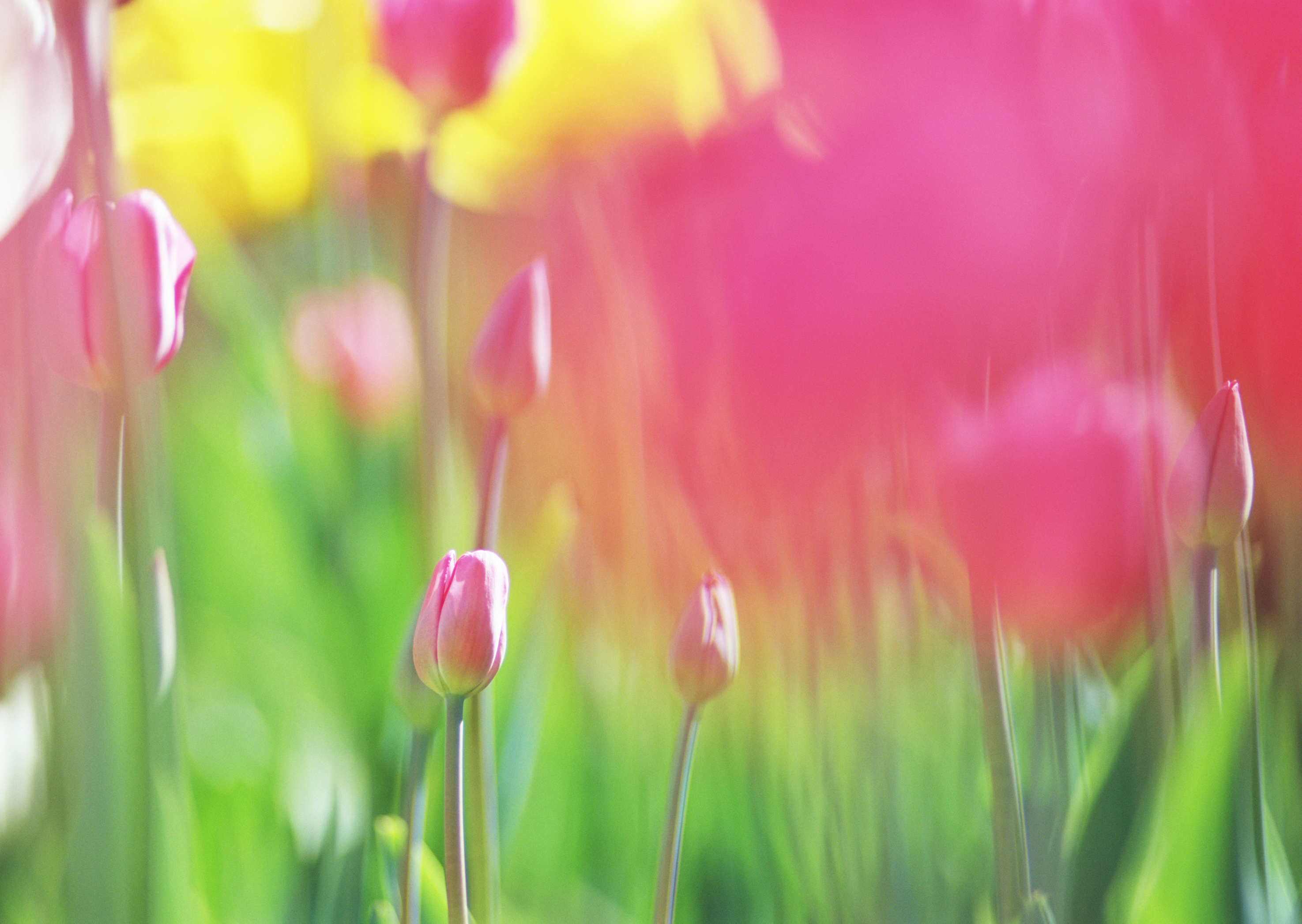 Free download high resolution image - free image free photo free stock image public domain picture -Pink Tulips with instagram effect