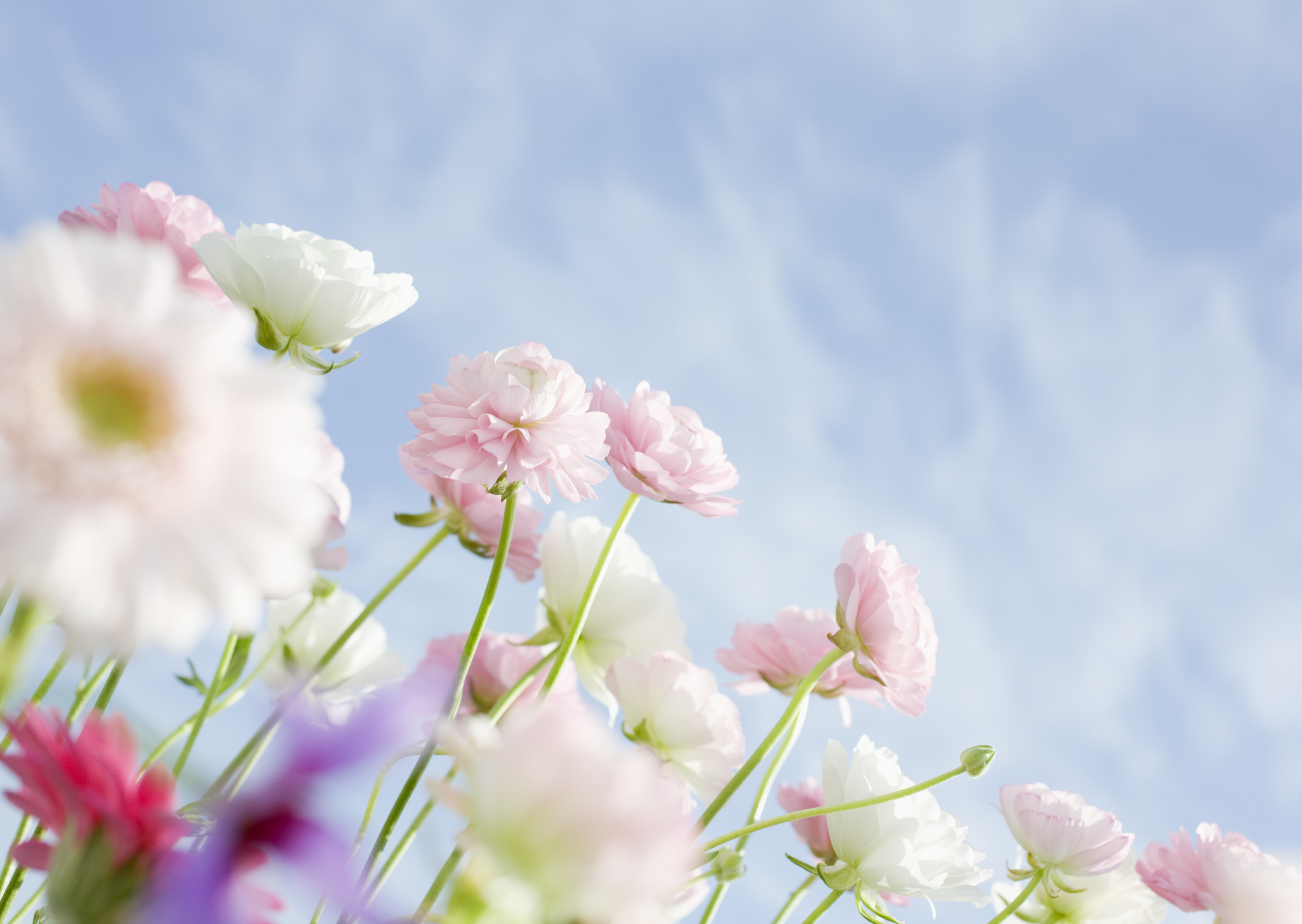 Free download high resolution image - free image free photo free stock image public domain picture -White wildflowers and blue sky