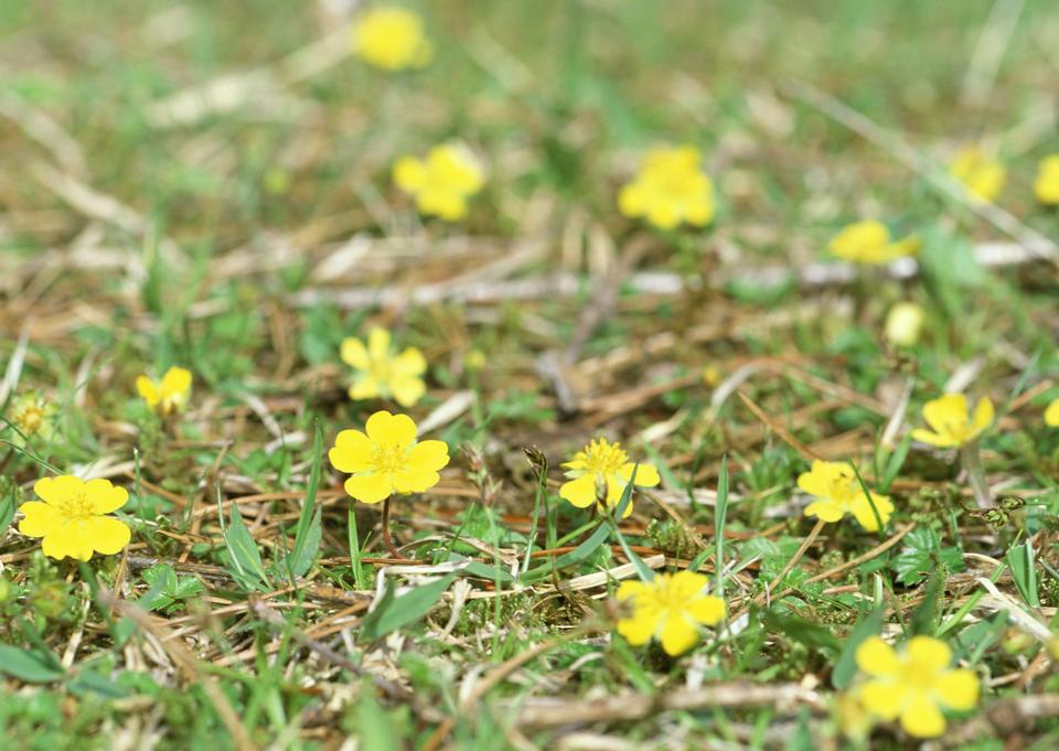 Free download high resolution image - free image free photo free stock image public domain picture  Macro of bright yellow flowers of Greater celandine