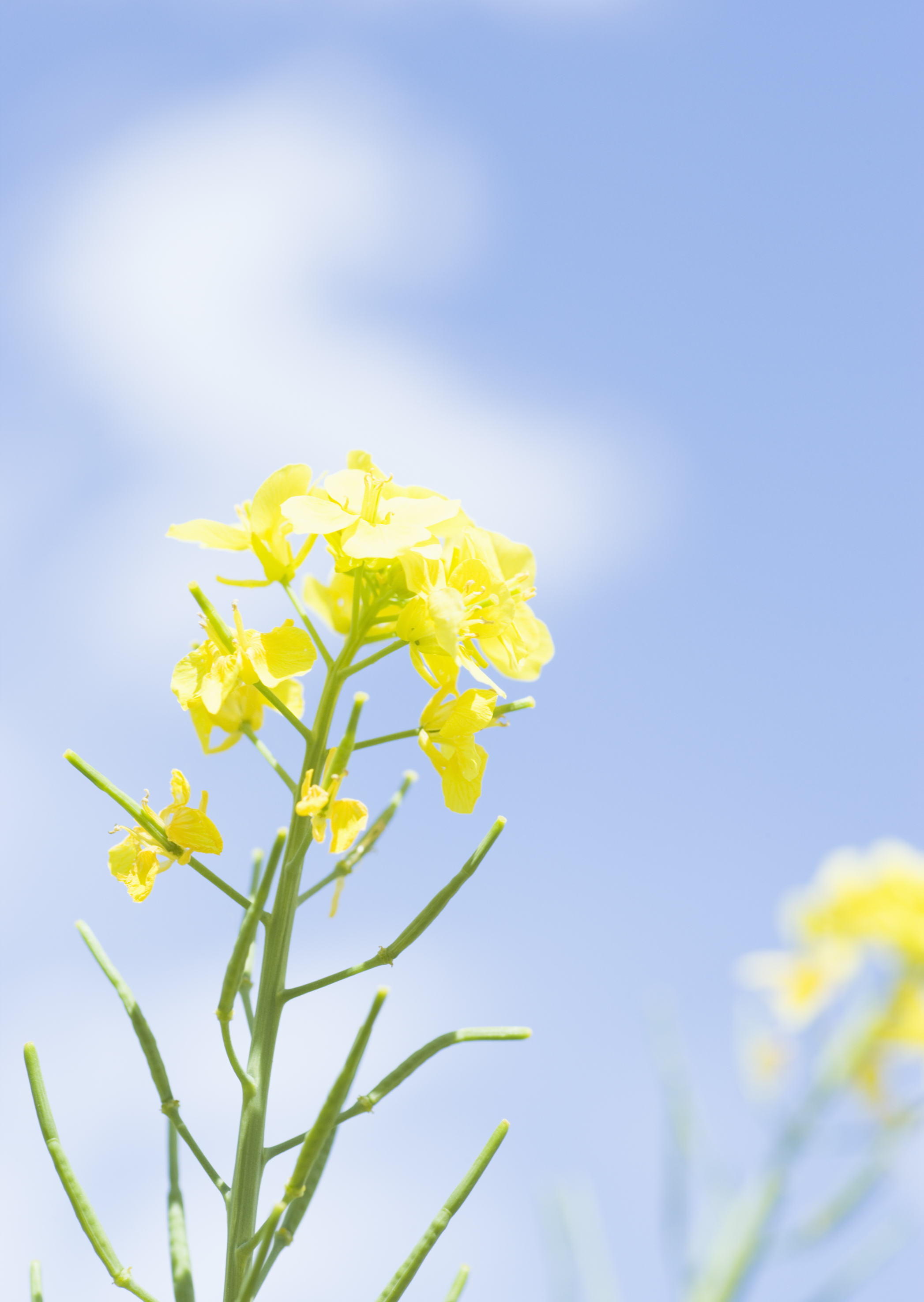 Free download high resolution image - free image free photo free stock image public domain picture -Oilseed Rape, Canola, Biodiesel Crop. Flowering oilseed rapeseed.