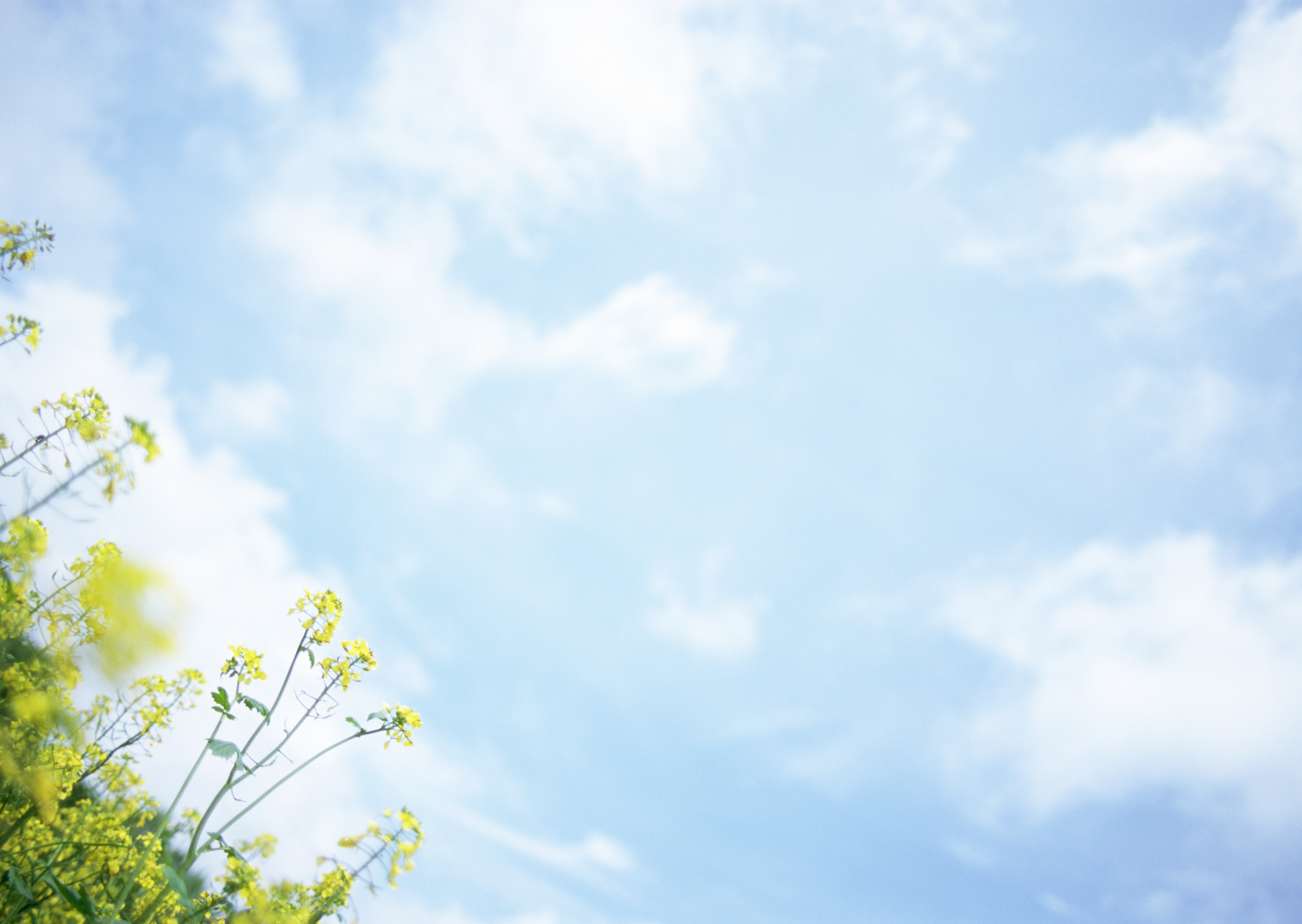 Free download high resolution image - free image free photo free stock image public domain picture -Rape field, canola crops on blue sky