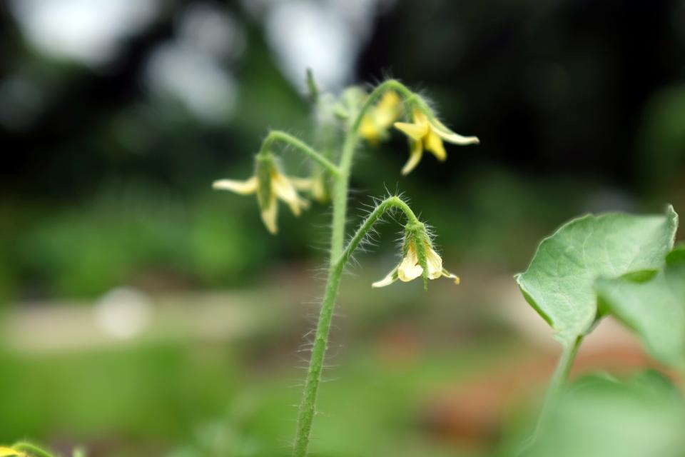 Free download high resolution image - free image free photo free stock image public domain picture  blossom of tomato plant