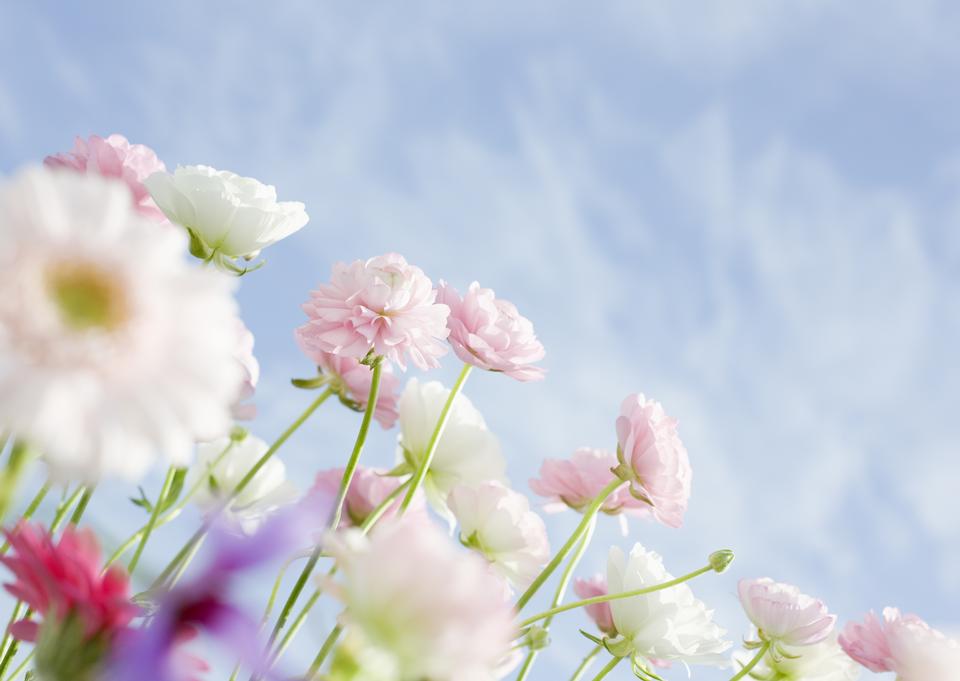 Free download high resolution image - free image free photo free stock image public domain picture  White wildflowers and blue sky