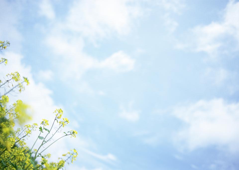 Free download high resolution image - free image free photo free stock image public domain picture  Rape field, canola crops on blue sky