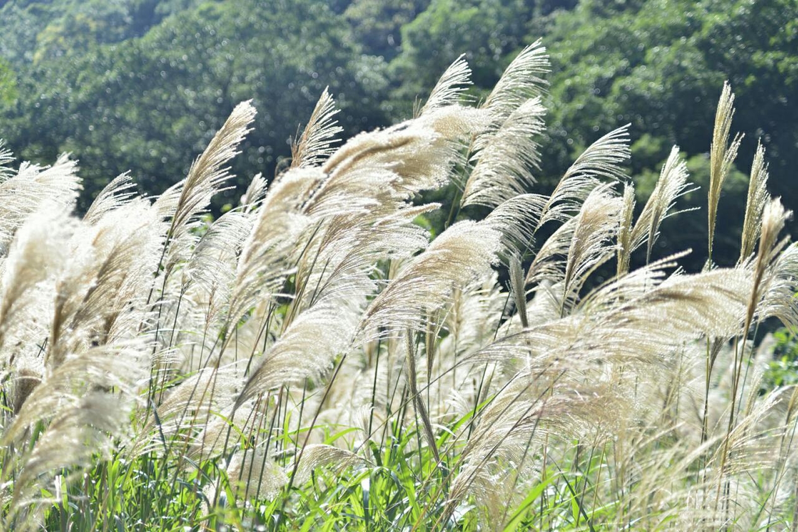 Free download high resolution image - free image free photo free stock image public domain picture -Dry reed