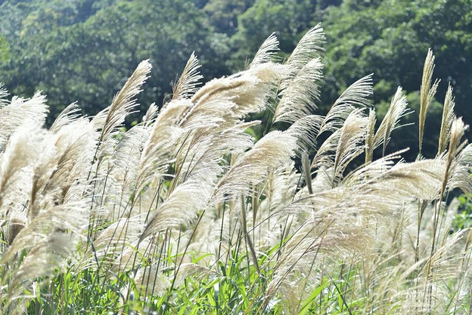 Free download high resolution image - free image free photo free stock image public domain picture  Dry reed