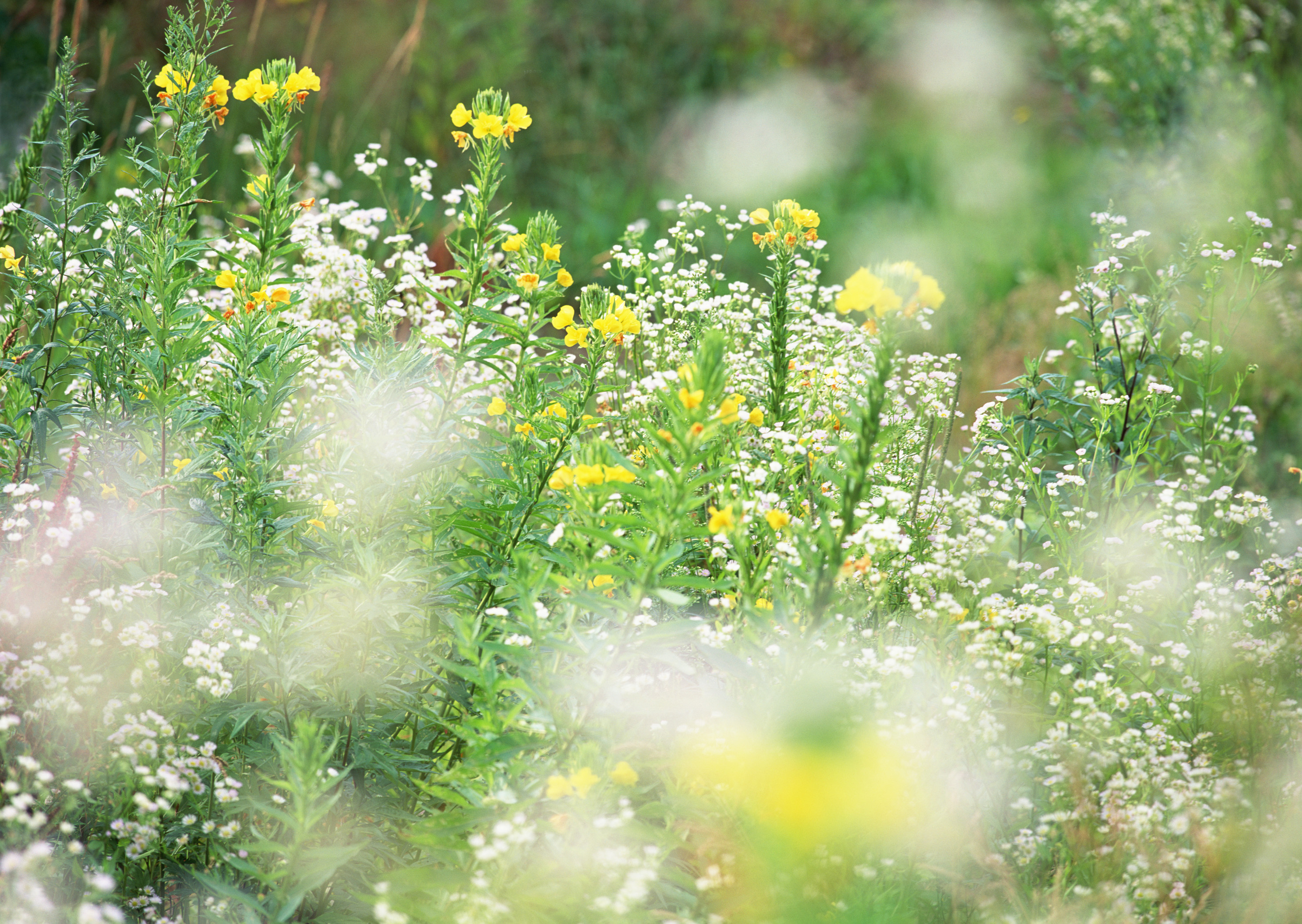 Free download high resolution image - free image free photo free stock image public domain picture -White and yellow wildflowers and green grasses.