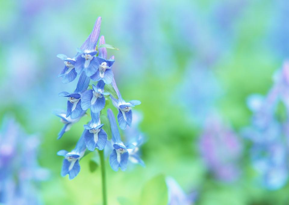 Free download high resolution image - free image free photo free stock image public domain picture  The lily of the Valley - Convallaria Majalis