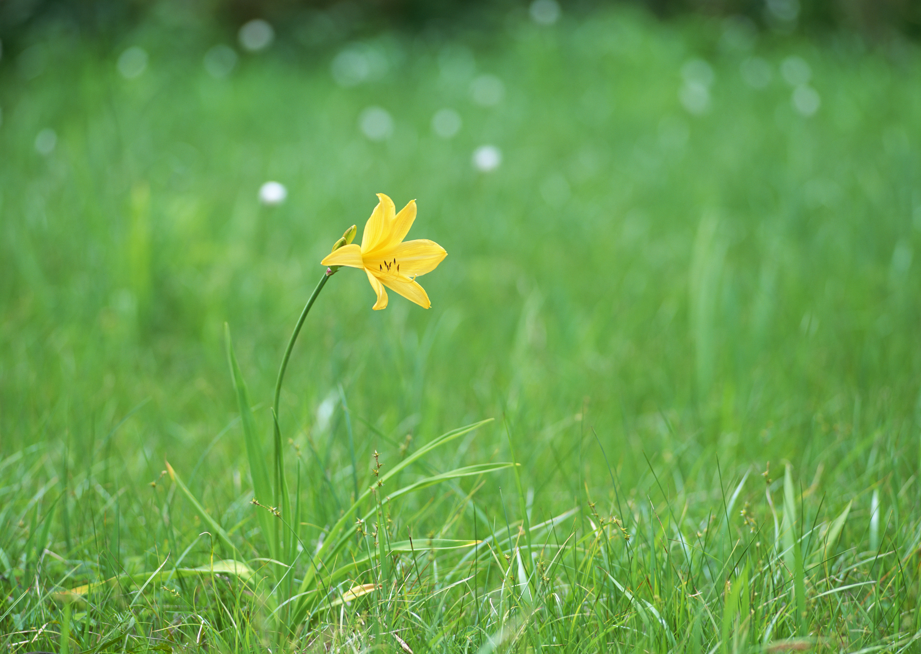 Free download high resolution image - free image free photo free stock image public domain picture -Yellow daffodils on a field at easter