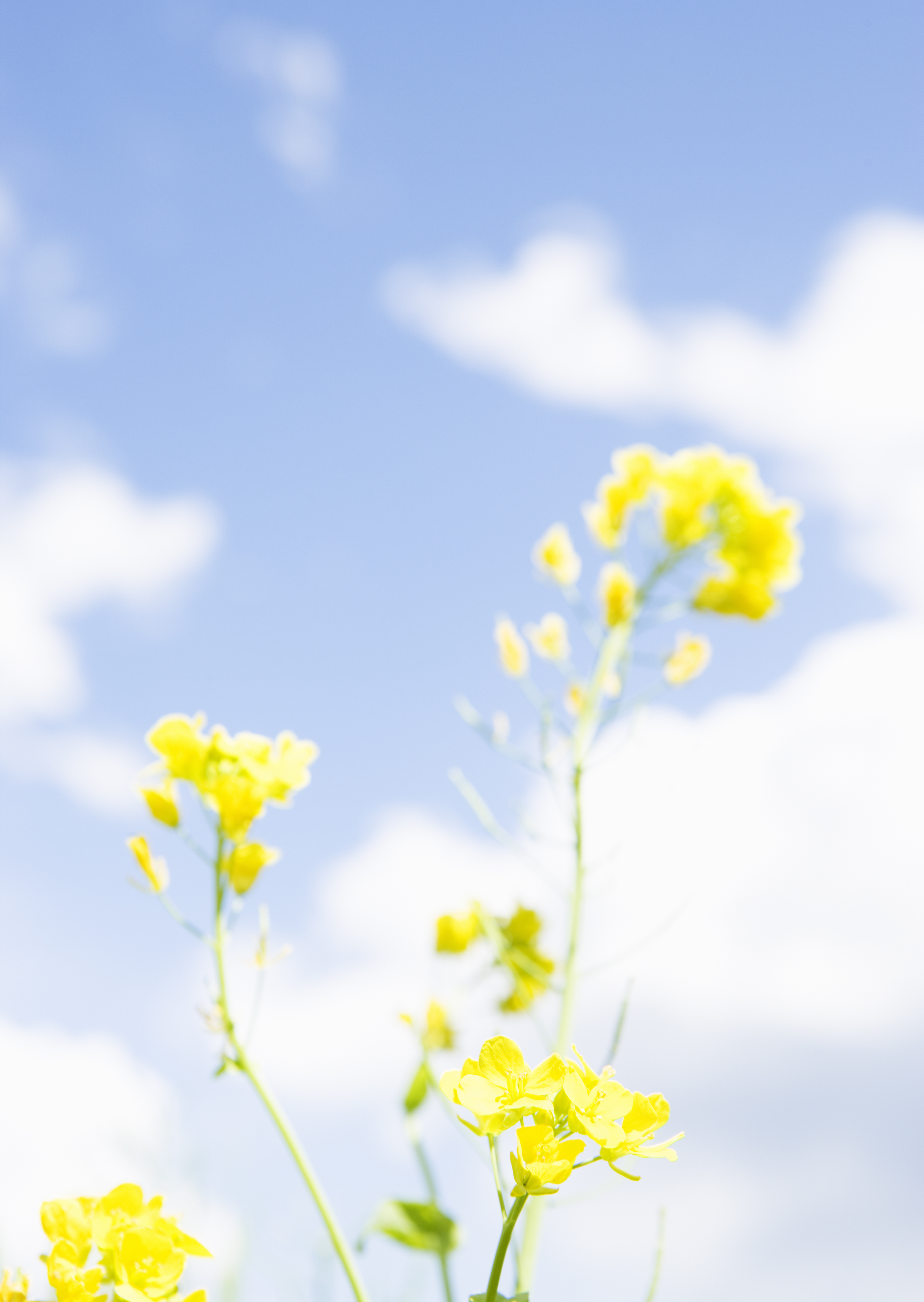 Free download high resolution image - free image free photo free stock image public domain picture -Rape seed flowers in field with blue sky and clouds